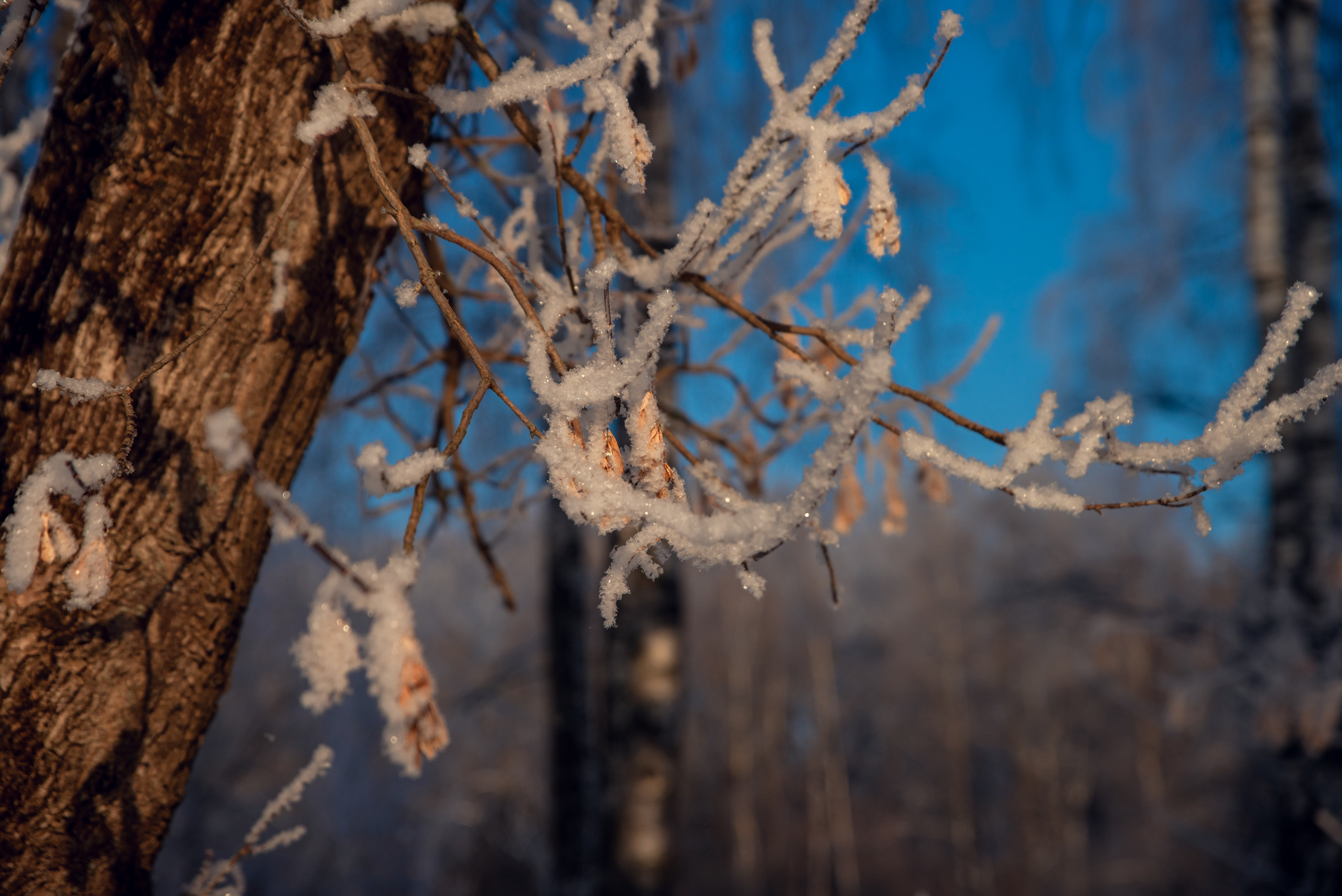 Зимушка зима. Фотограф Крещение Венчание Москва