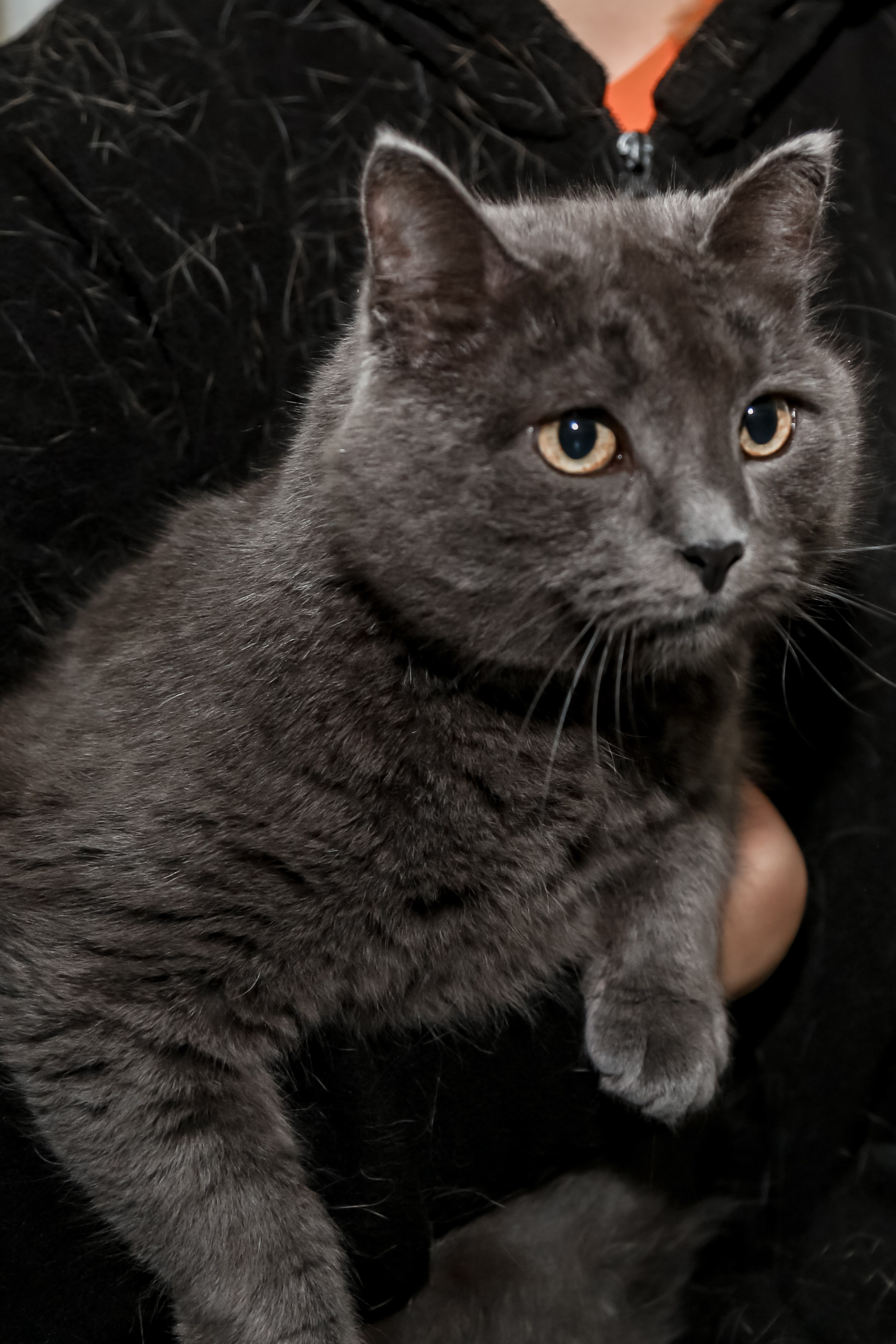 Приют Кошкин Дом Филимоша. Ваш фотограф в Оренбурге Рощупкина Екатерина