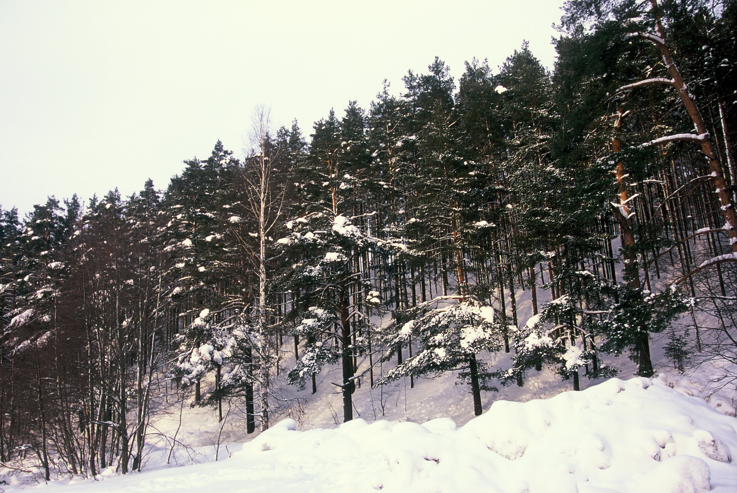 Film. Ruslan UI Dev Page