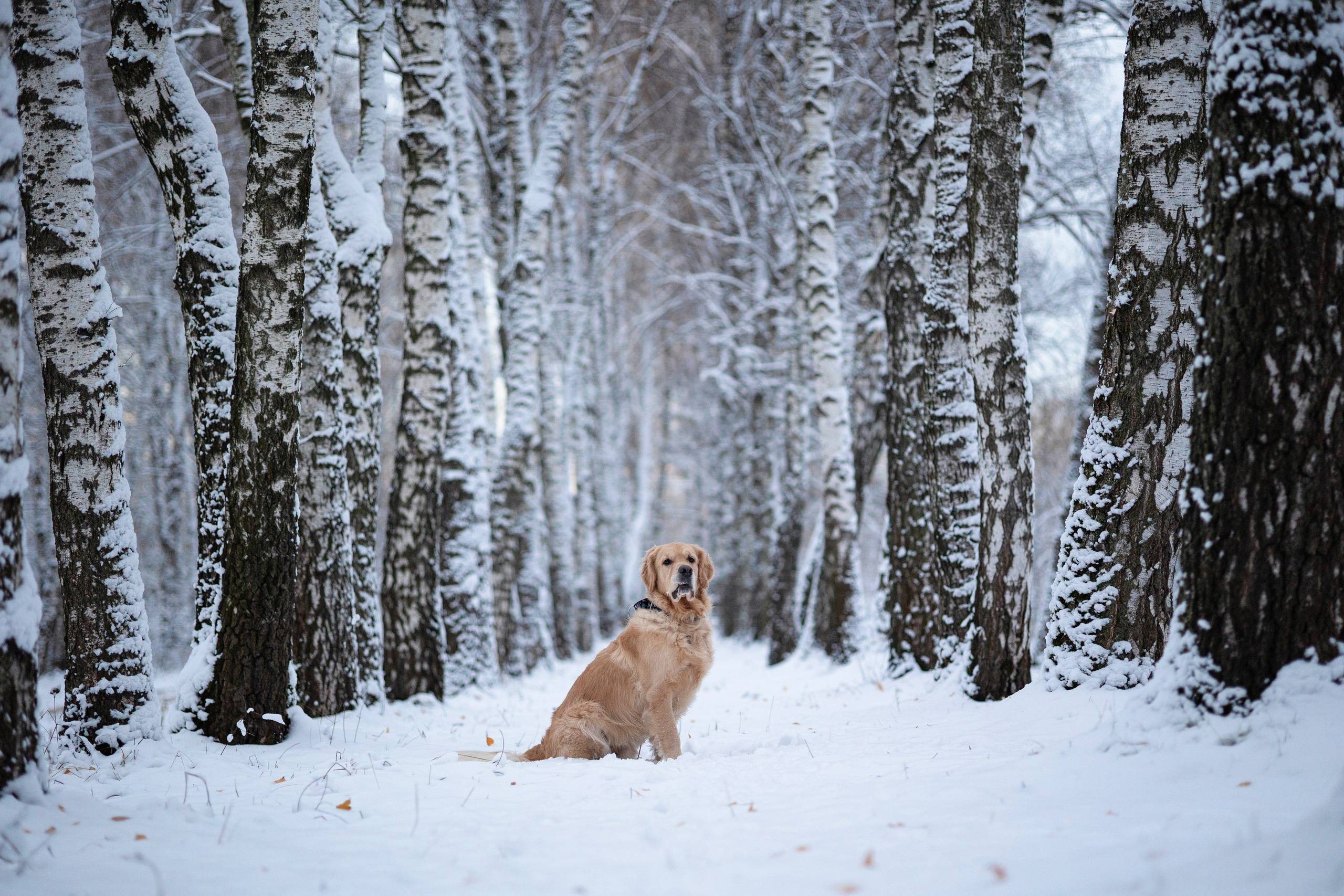 Съемка с собакой. Анастасия Белаш