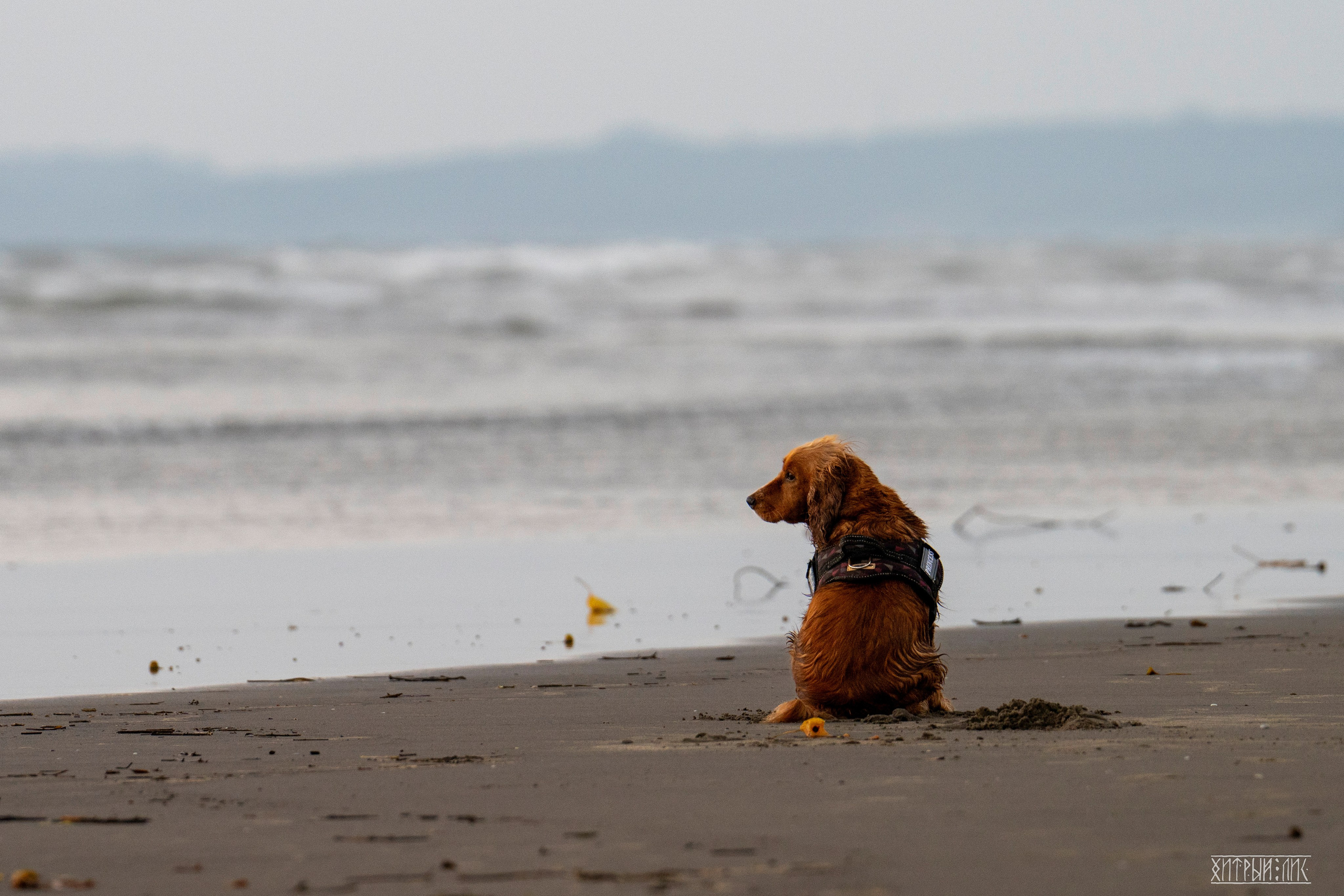 Гоа-Мумбаи. Фотограф-путешественник Самойлов Максим «Sly Fox»