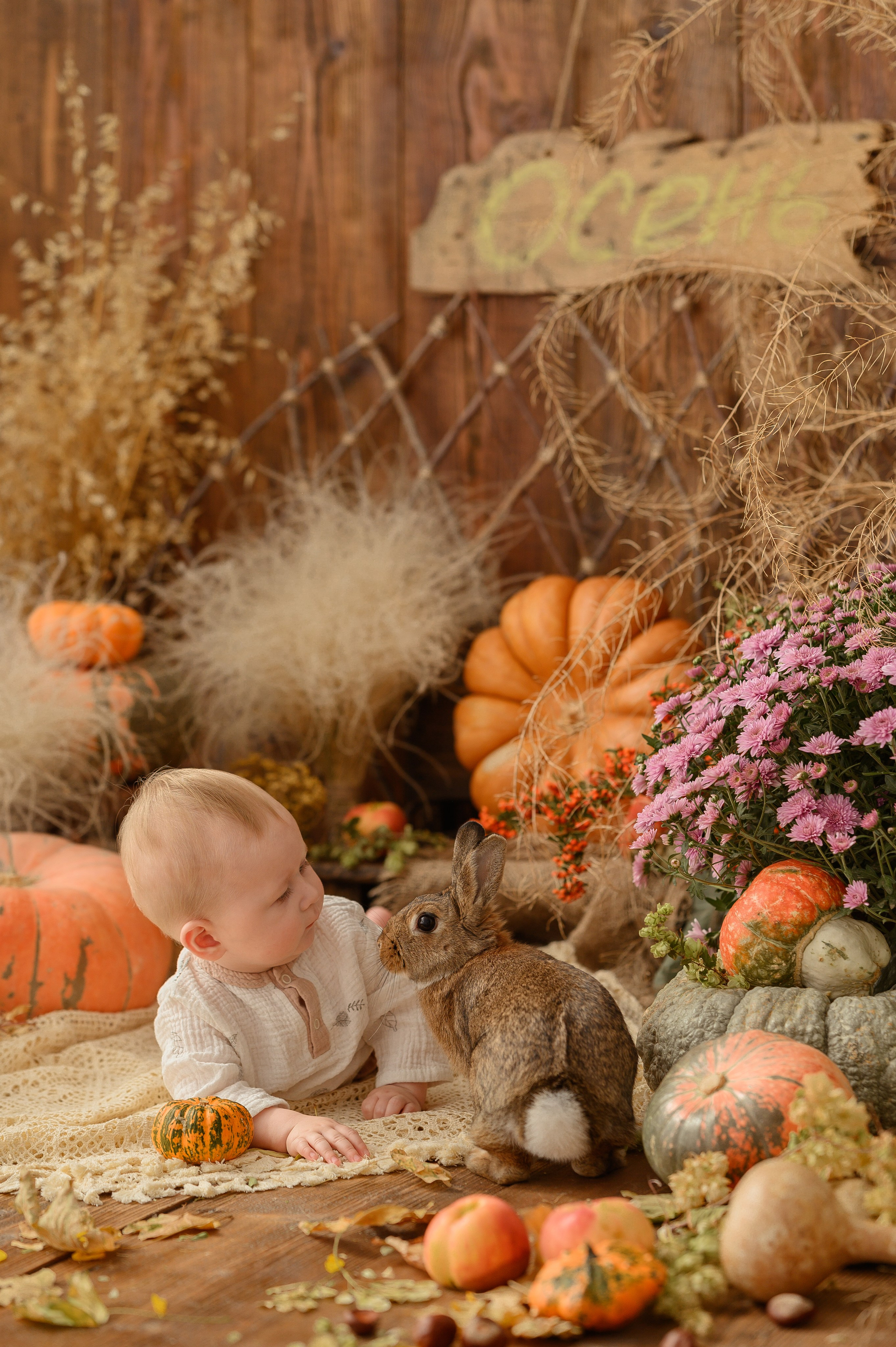 Дамирчик и кролик в тыквах. Детский и семейный фотограф Ирина Гладких