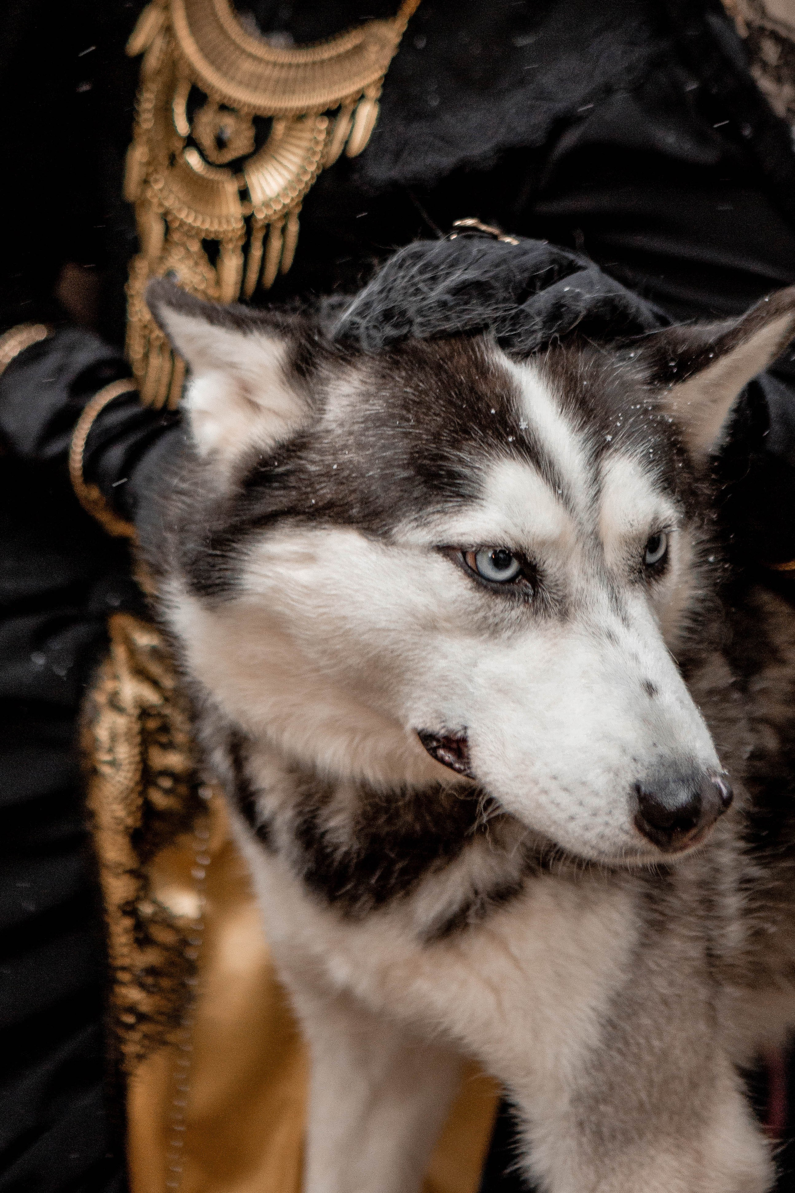 Золото и Тьма. Фотограф Екатерина Голицына