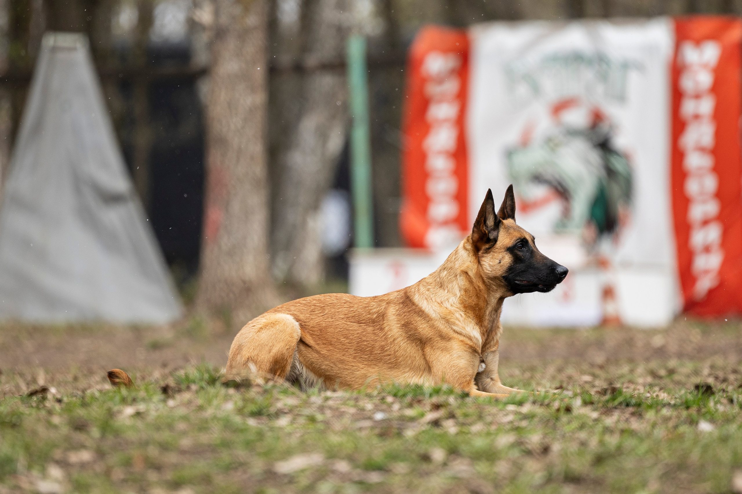 Квалификационные состязания по мондьорингу г. Вологда 11.05.24. Фотограф-анималист Анна Маринич
