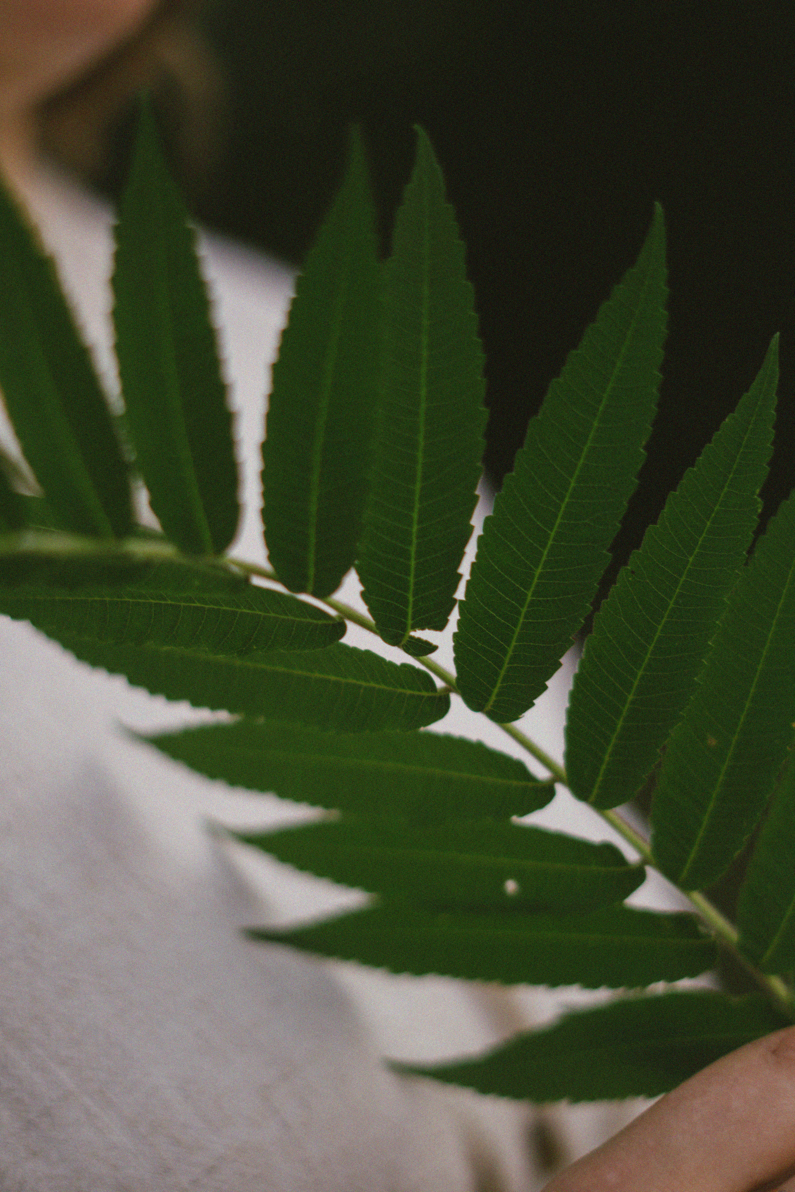 Прогулка с Эвелиной. Фотограф в Липецке и Москве Рыкова Юлия