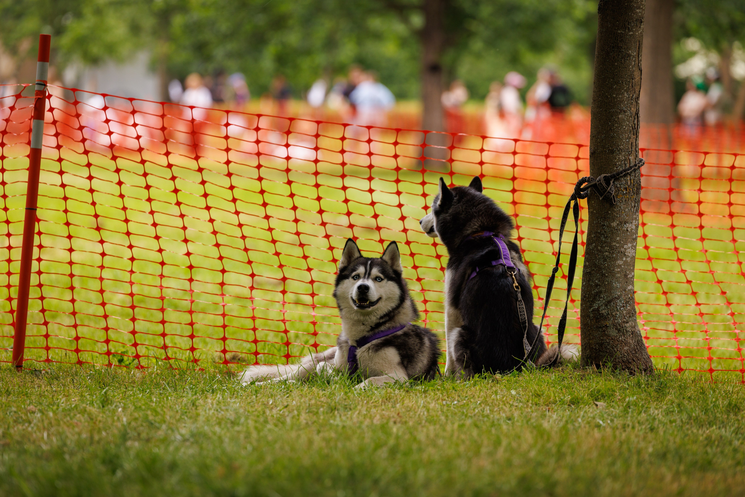 PetShopDays2026. Фотограф Александр Заломаев