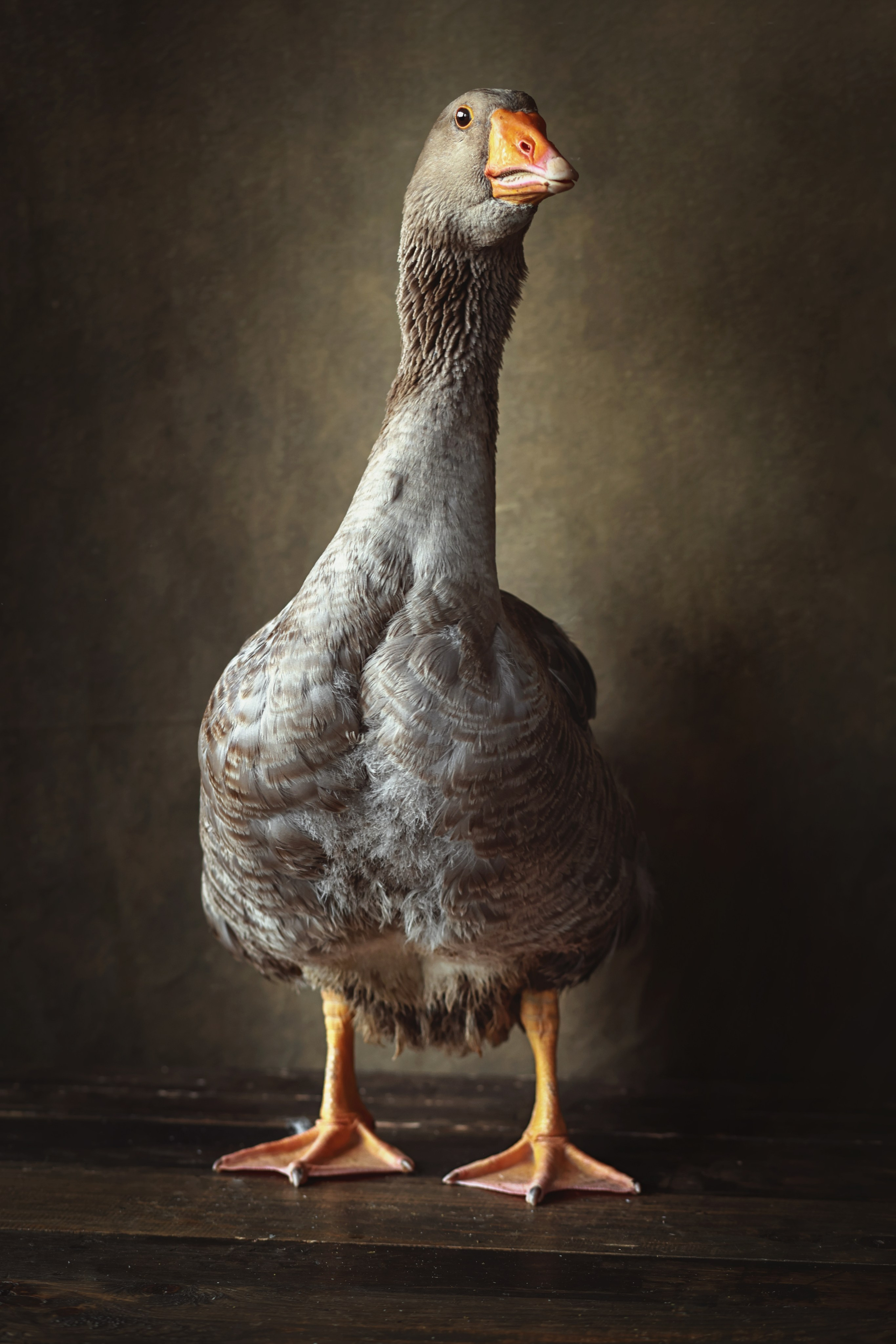 Фотосессия животных в Ижевских, фотограф животных. Детский, семейный фотограф в Ижевске и Москве Аксинья Лысенкова ADEN