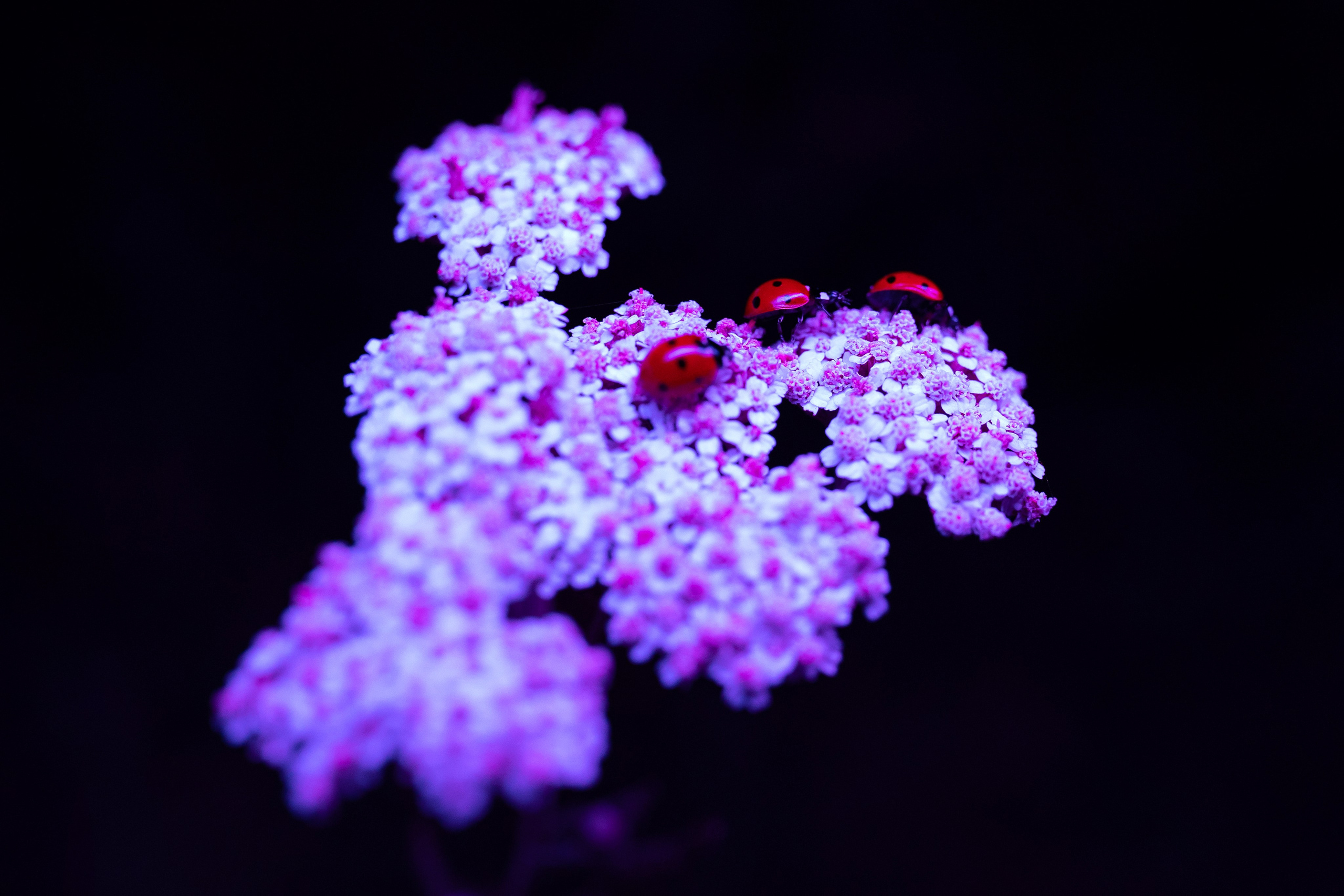 ЦВЕТНЫЕ ФОТОГРАФИИ. Никита Аничкин фото и видео оператор из России