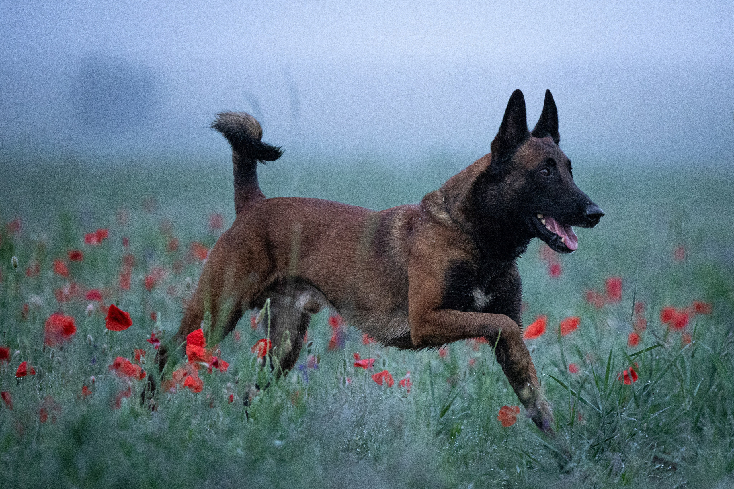 Маковое поле. Фотограф-анималист Анна Маринич