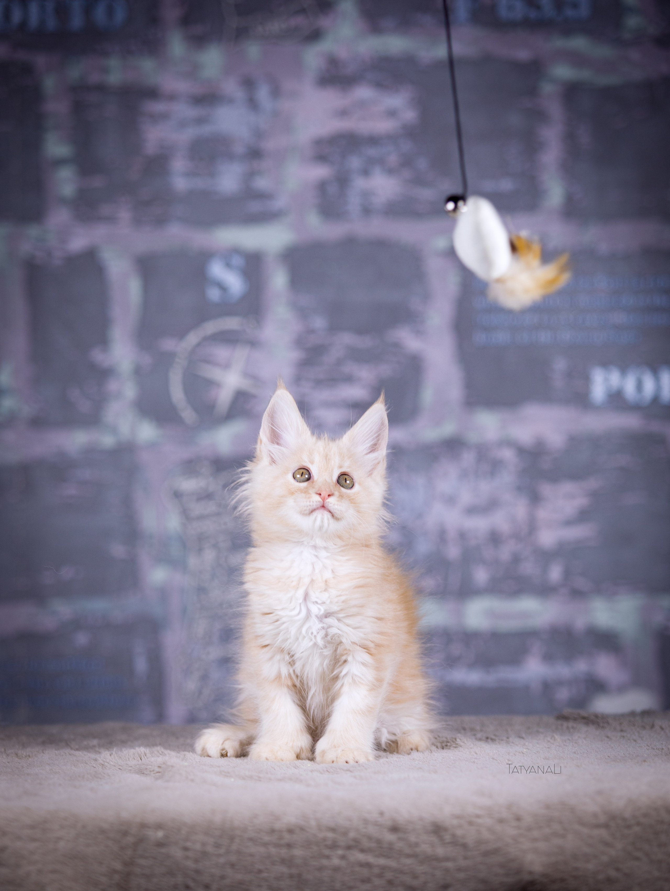 Котята. Фотограф — анималист Татьяна Ли