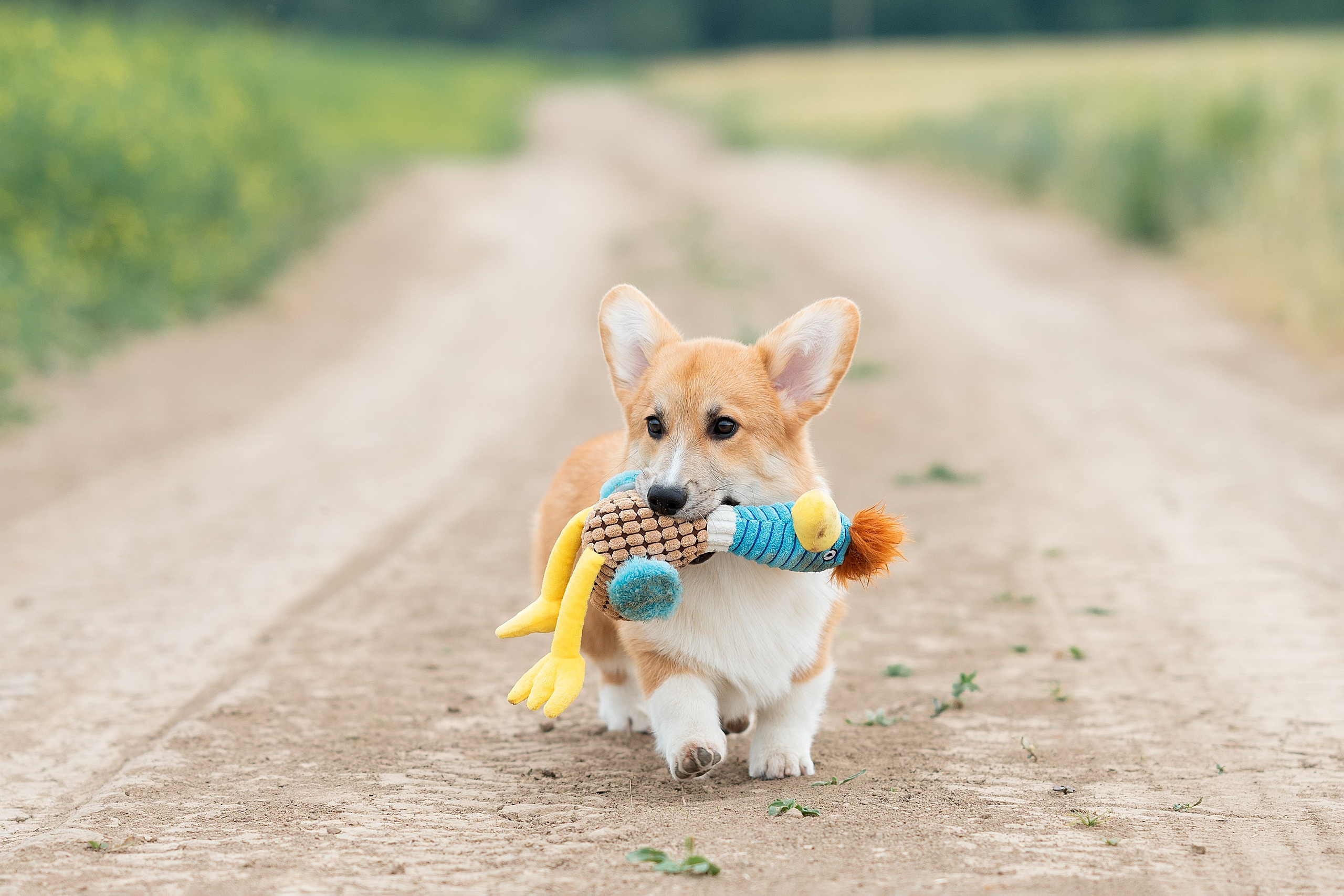 Заводчик Ольга Кушкина. Творческий фотограф Вологда
