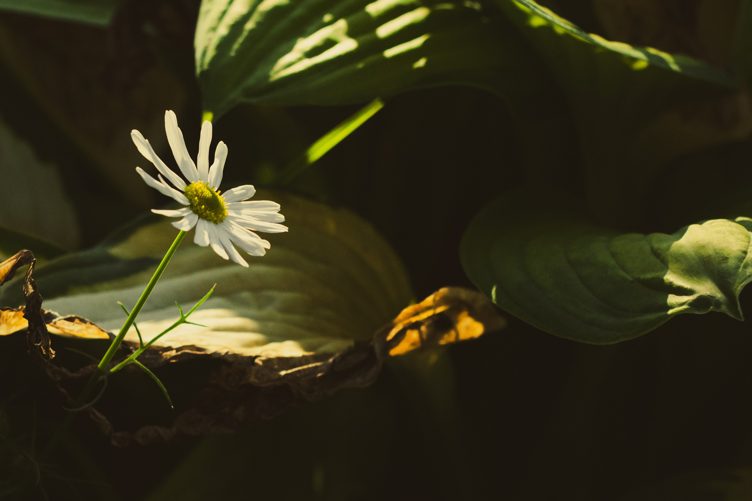 Парк у дома. Фотограф Москва, портрет, стрит, репортаж. Художественная фотосессия