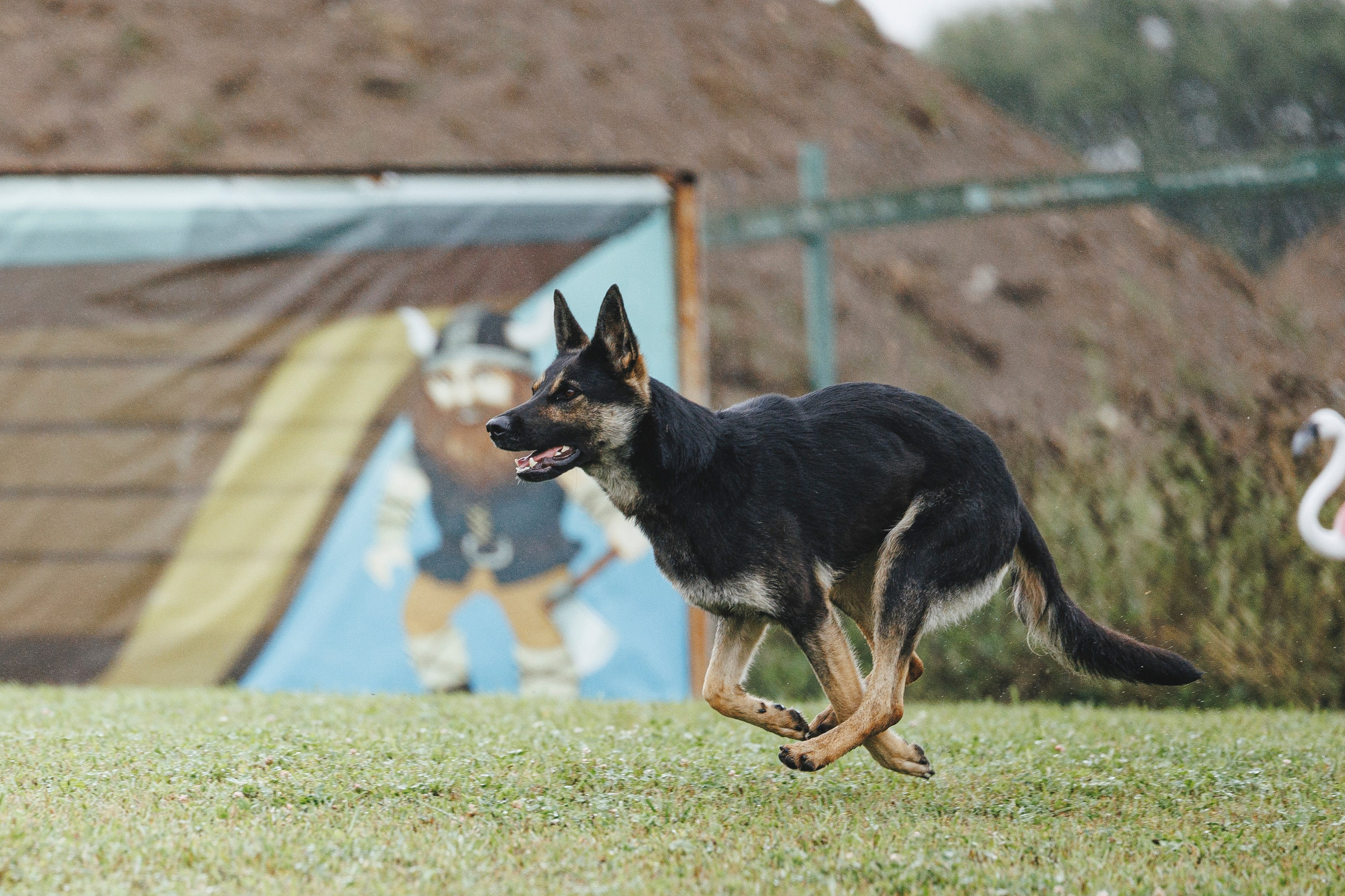 08.08.25-10.08.25 ЧР по мондьорингу г. Вологда. Фотограф-анималист Анна Маринич