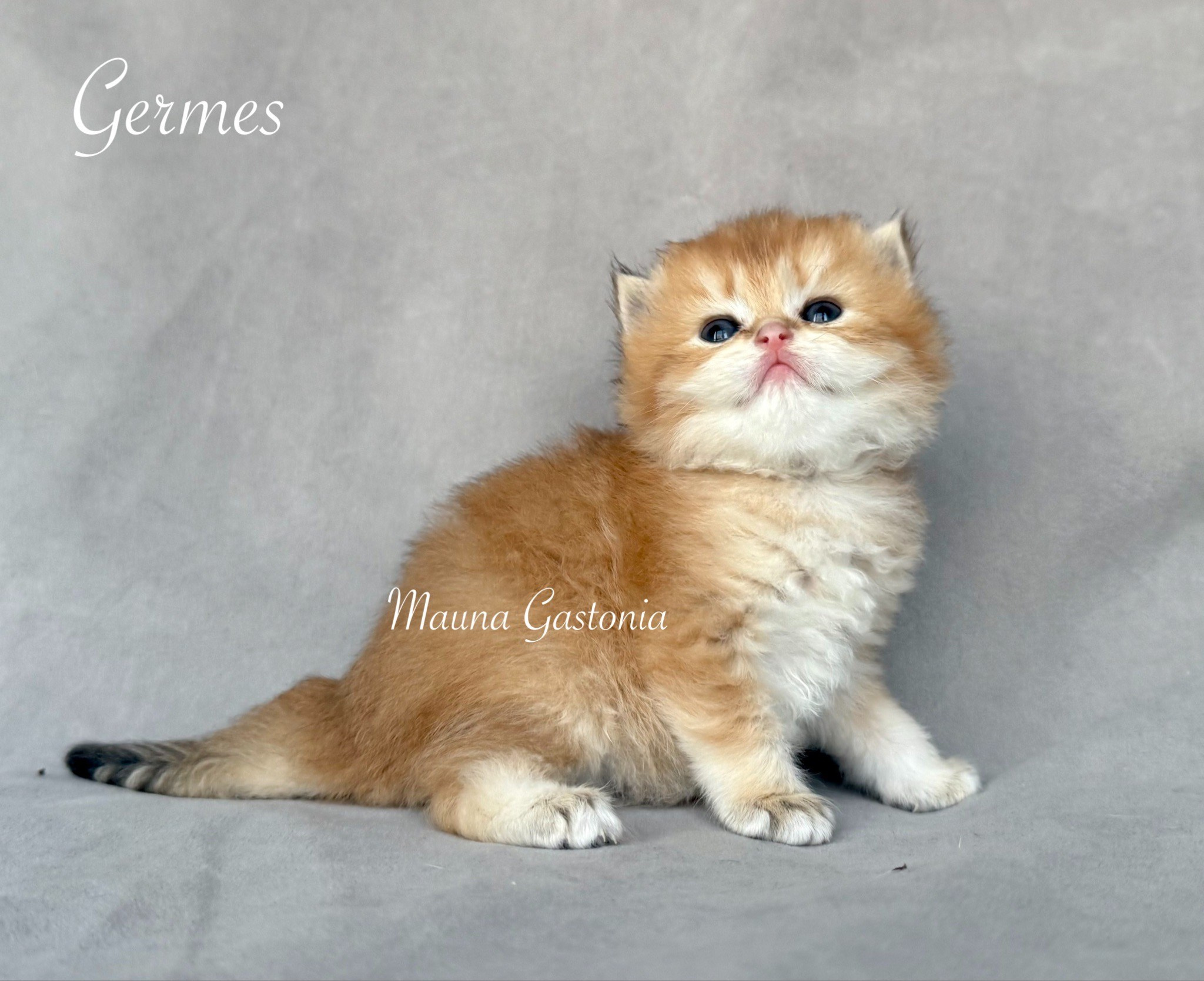 Germes. Mauna Gastonia