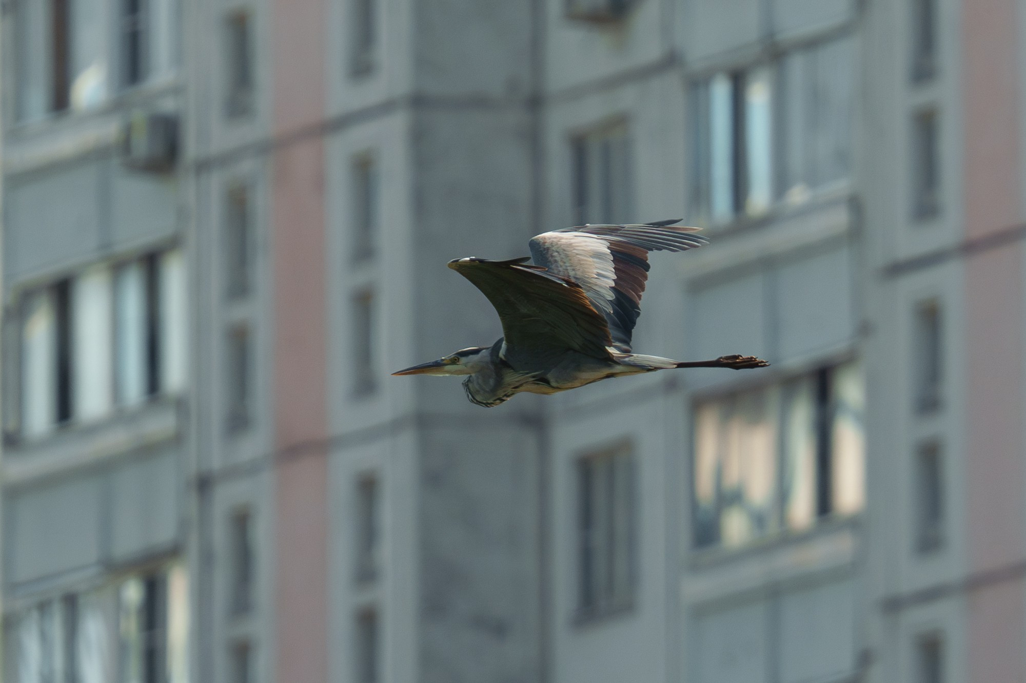 Удивительные мир птиц. Вокруг нас столько прекрасного — присмотритесь!. Ваш личный фотограф Марина Волкова