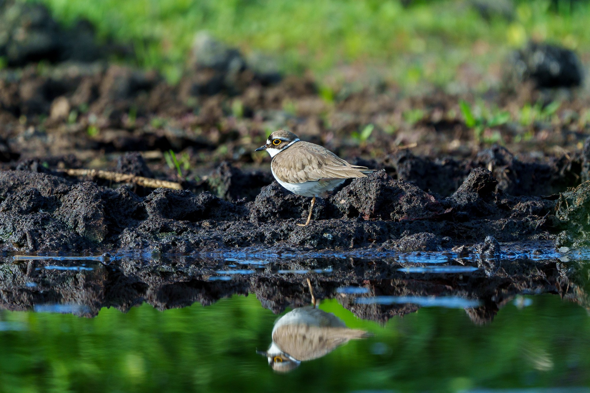 Удивительные мир птиц. Вокруг нас столько прекрасного — присмотритесь!. Ваш личный фотограф Марина Волкова