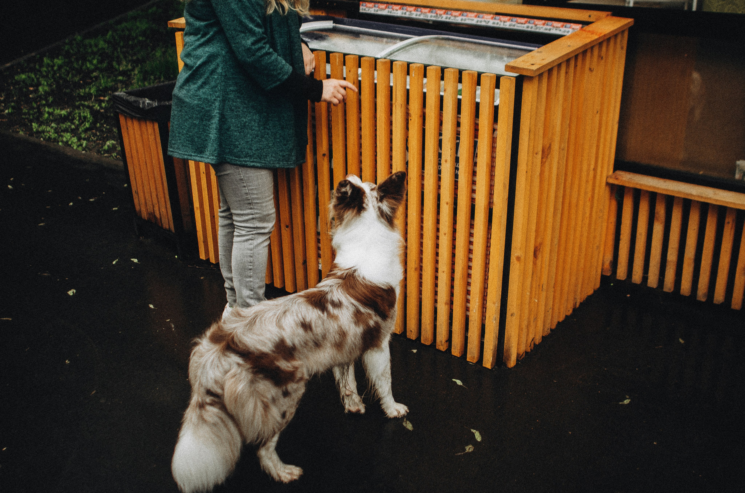 Алина и Бруна. Фотограф-анималист Богданова Полина