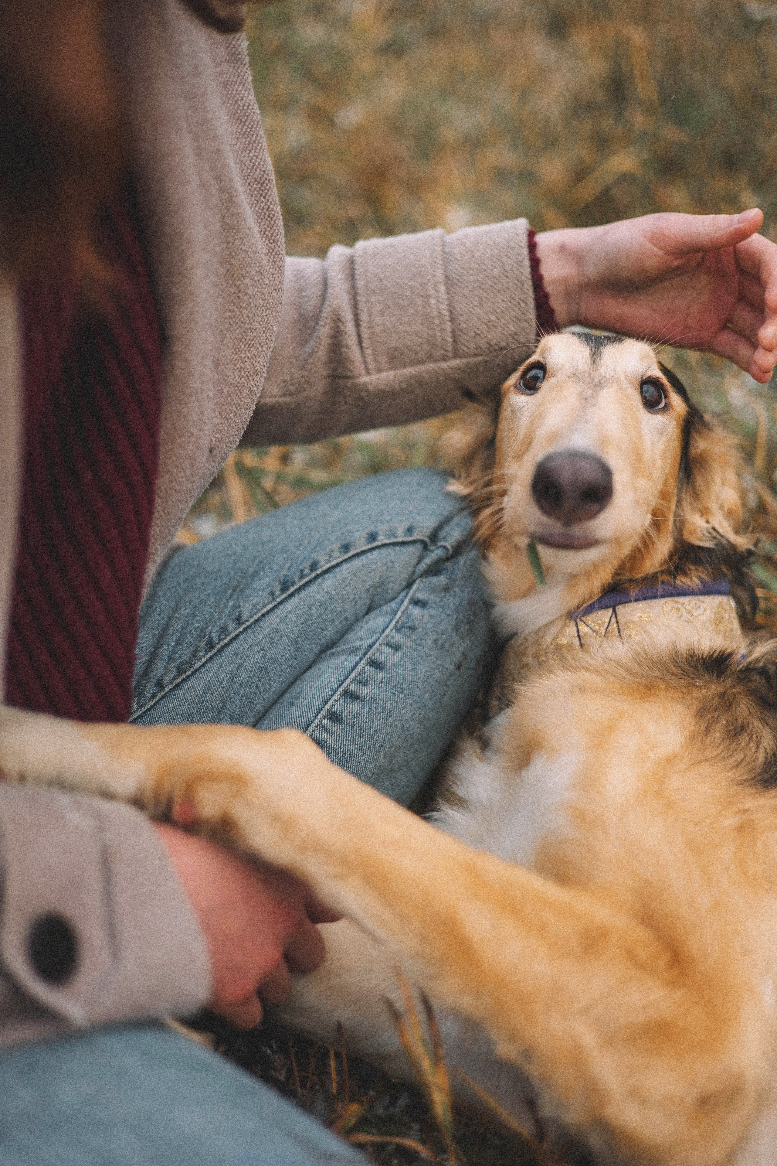 Алена, Леви и Микаса. Фотограф-анималист Богданова Полина