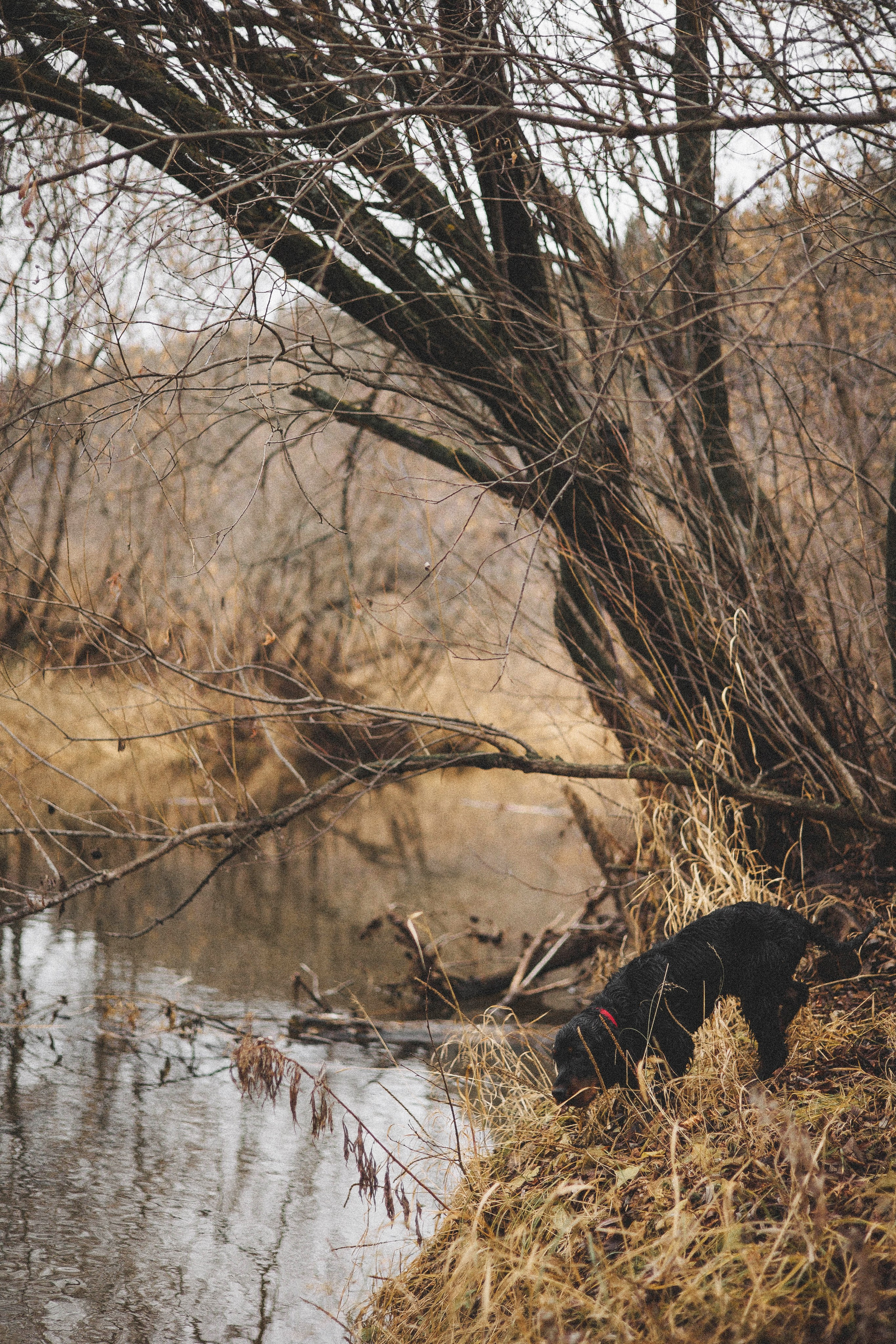 Даша, Глеб, Барс и Бруно. Фотограф-анималист Богданова Полина