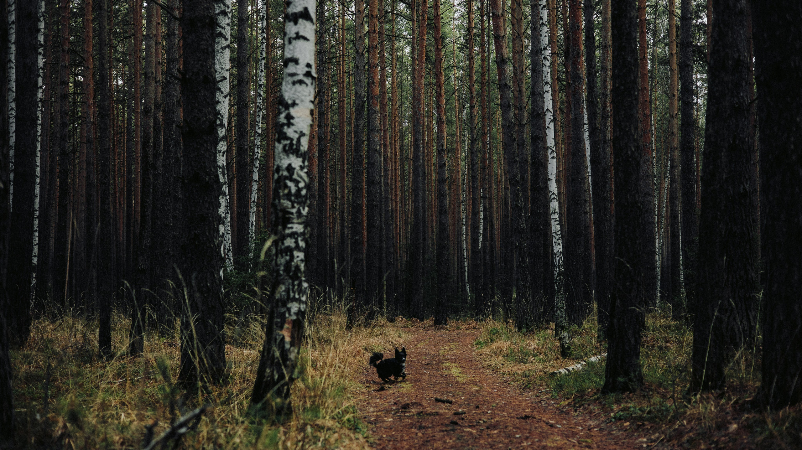 Полина и Сейви. Фотограф-анималист Богданова Полина