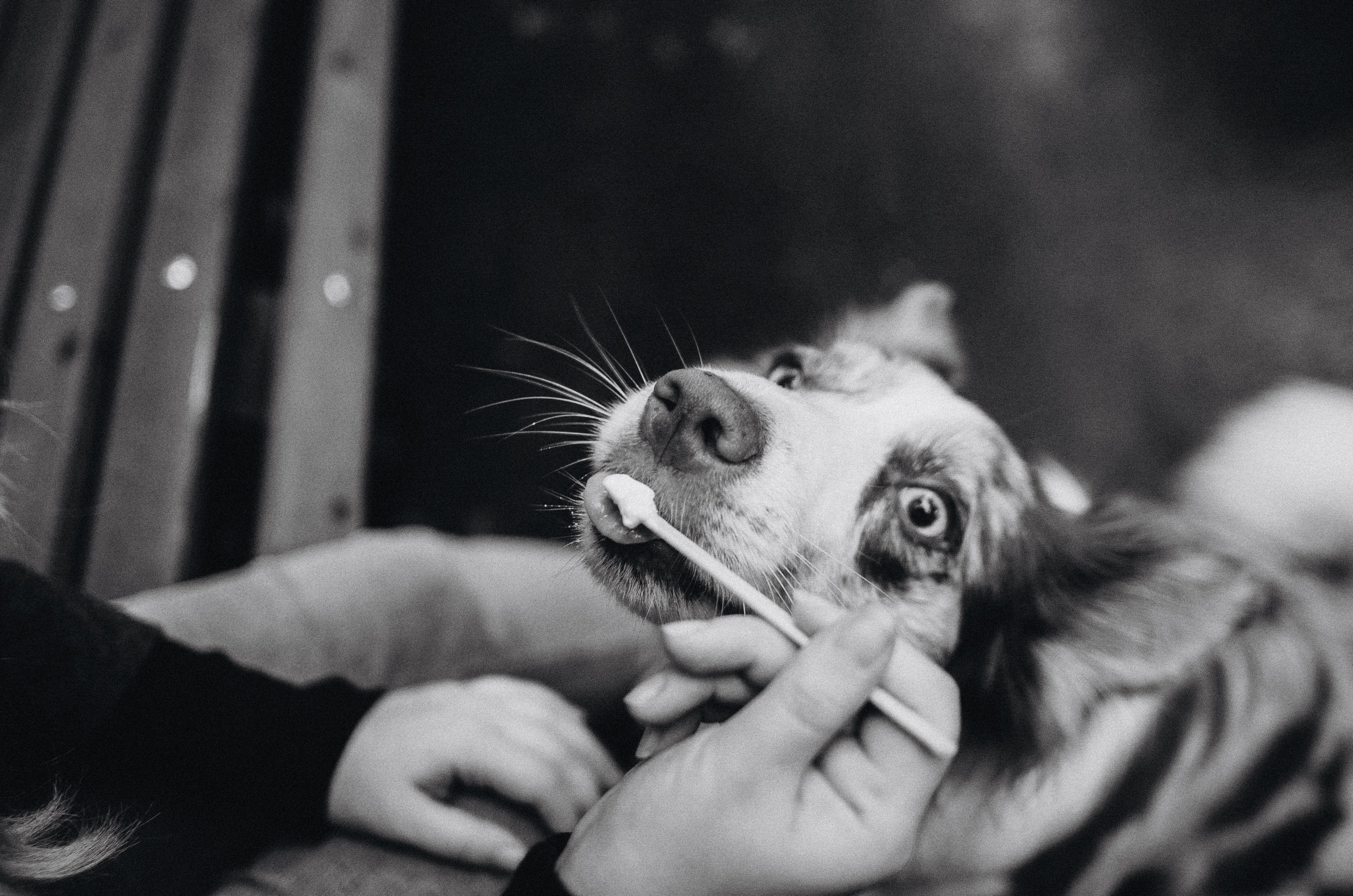 Алина и Бруна. Фотограф-анималист Богданова Полина