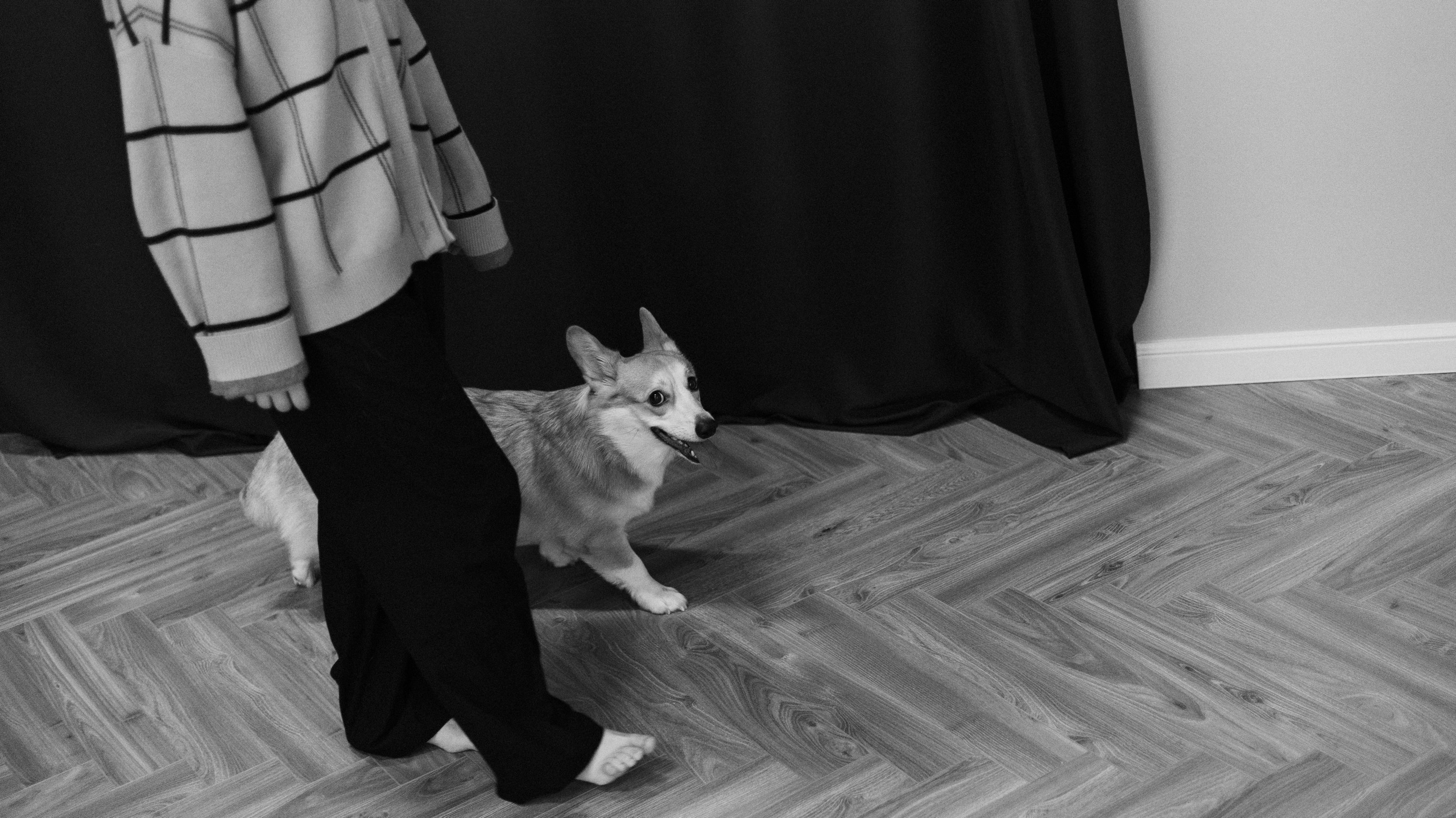 Настя и Мия. Фотограф-анималист Богданова Полина