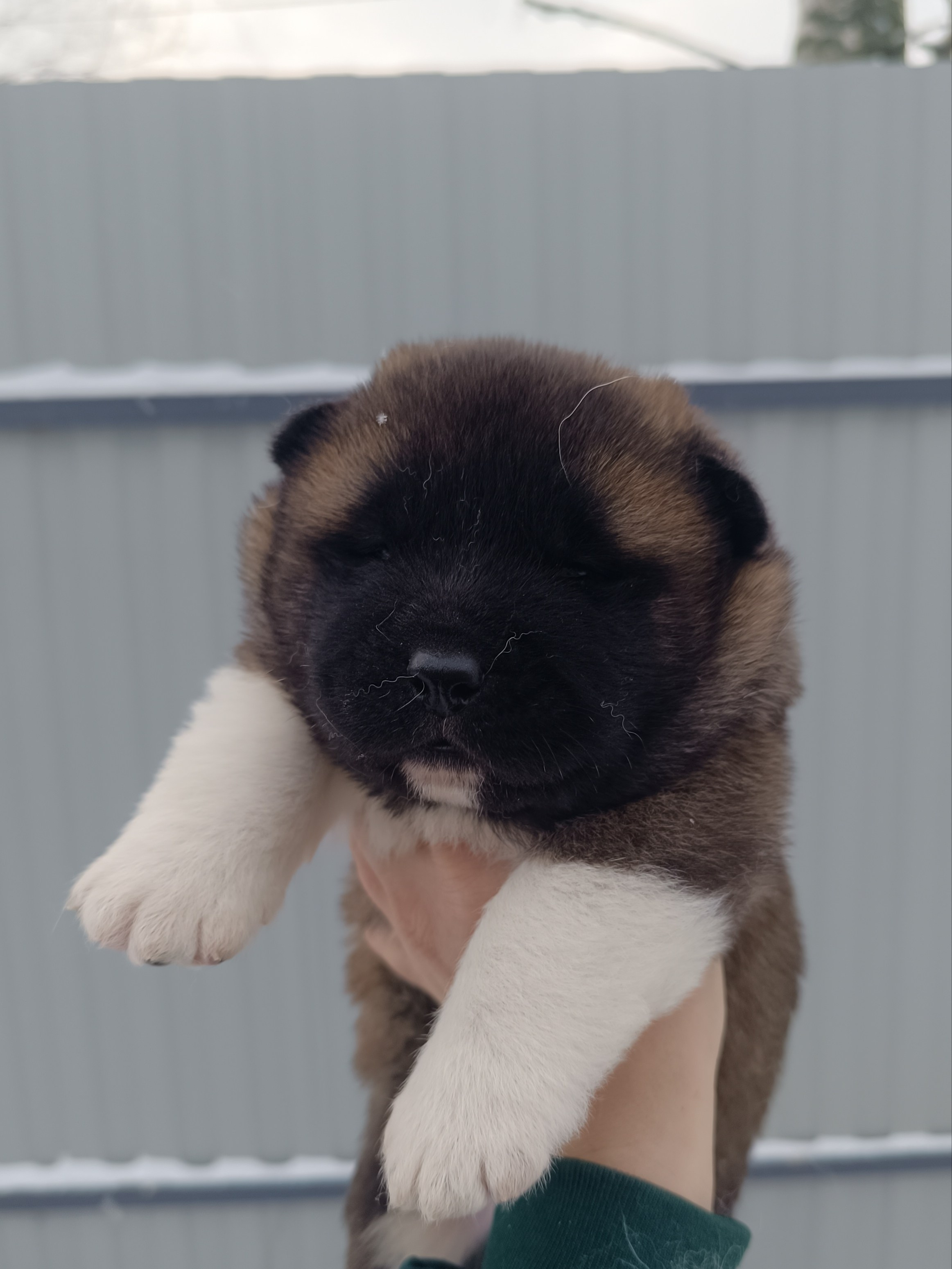 Американская акита  щенки питомник Санкт-Петербург клубные щенки Американская акита питомник RUBYLIGHT Рубилайт купить щенка американской акиты