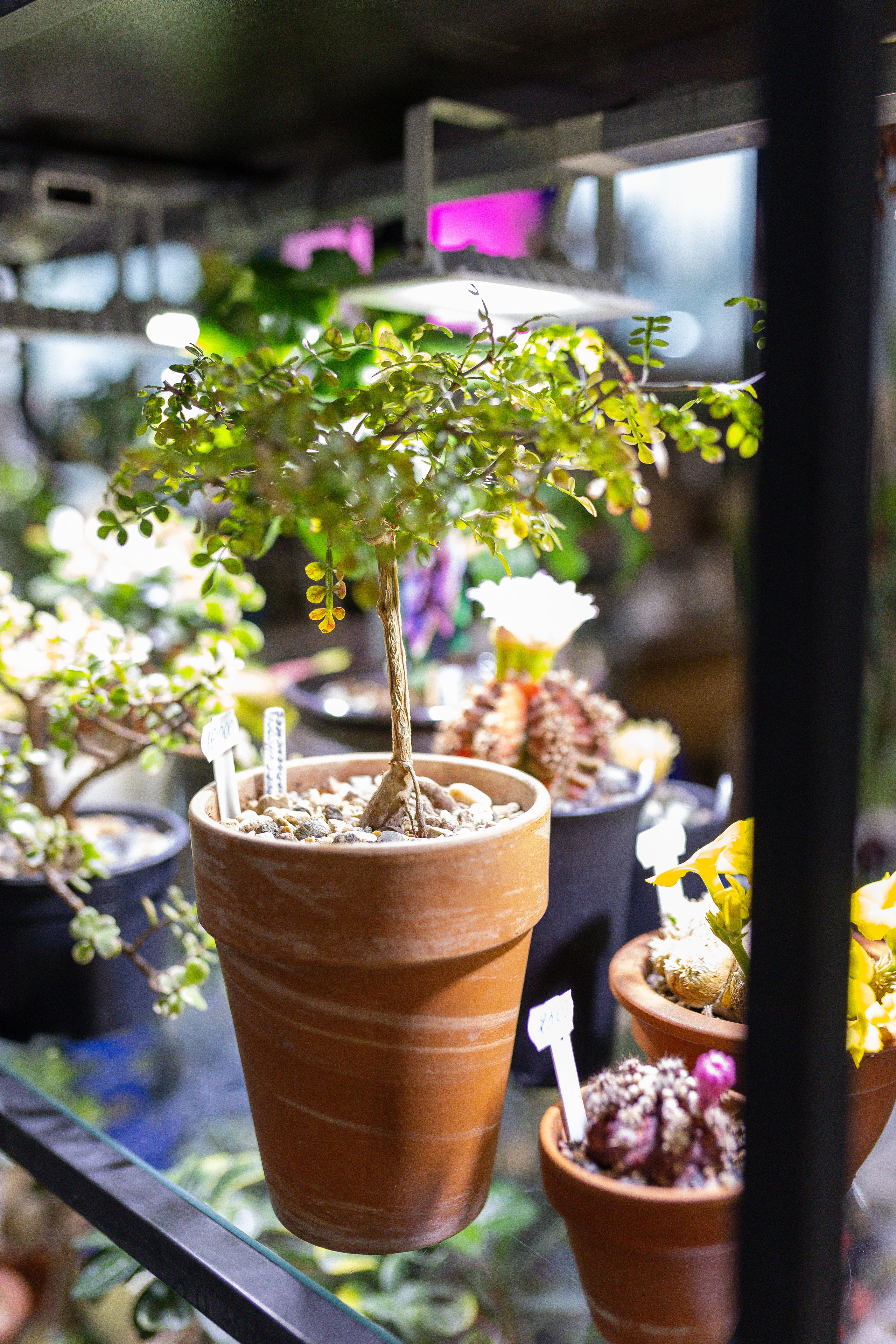 Орхидиум май 2025. Александра Куликова фотограф, Москва