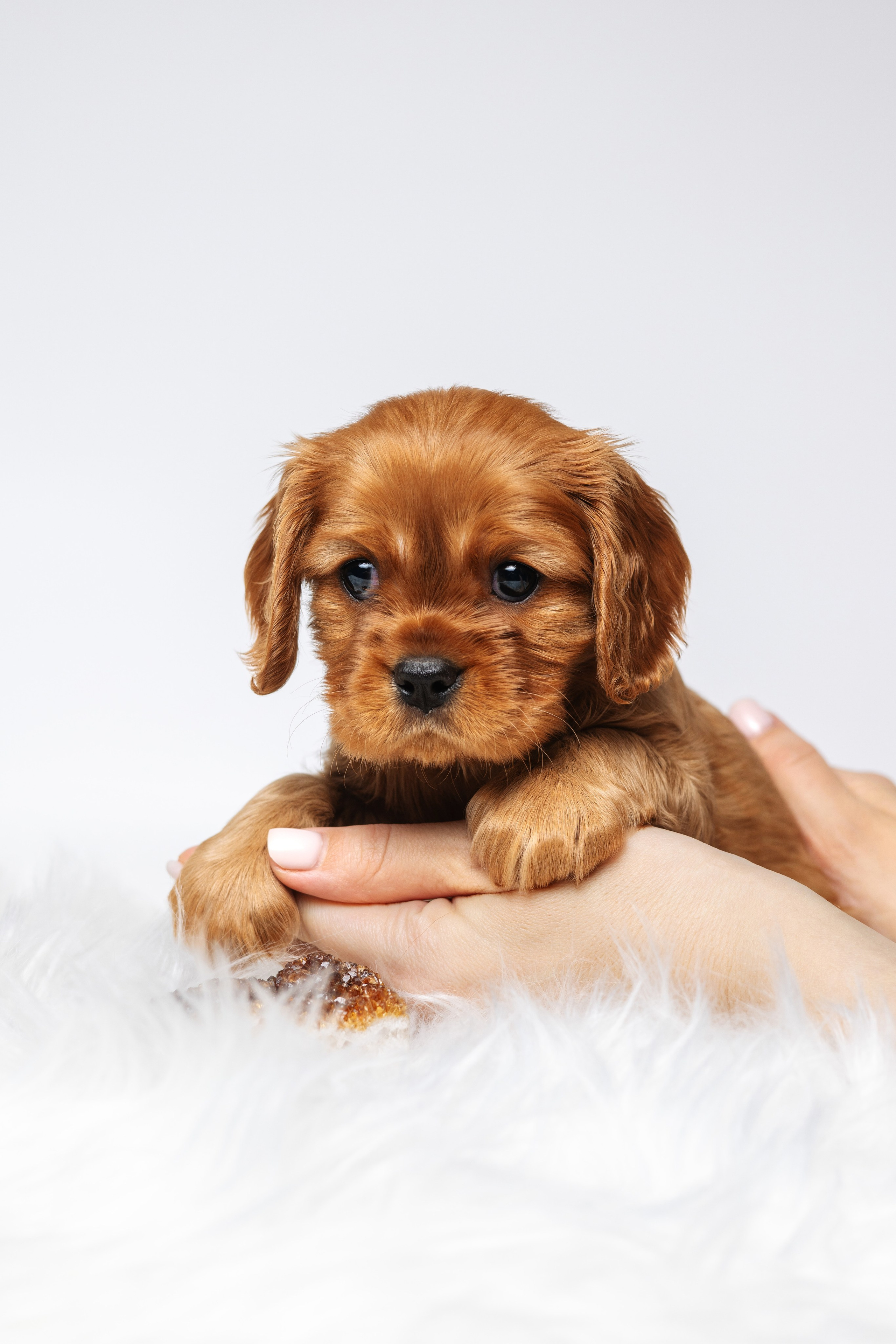 ККЧС. Фотограф анималист Осипчикова Мария