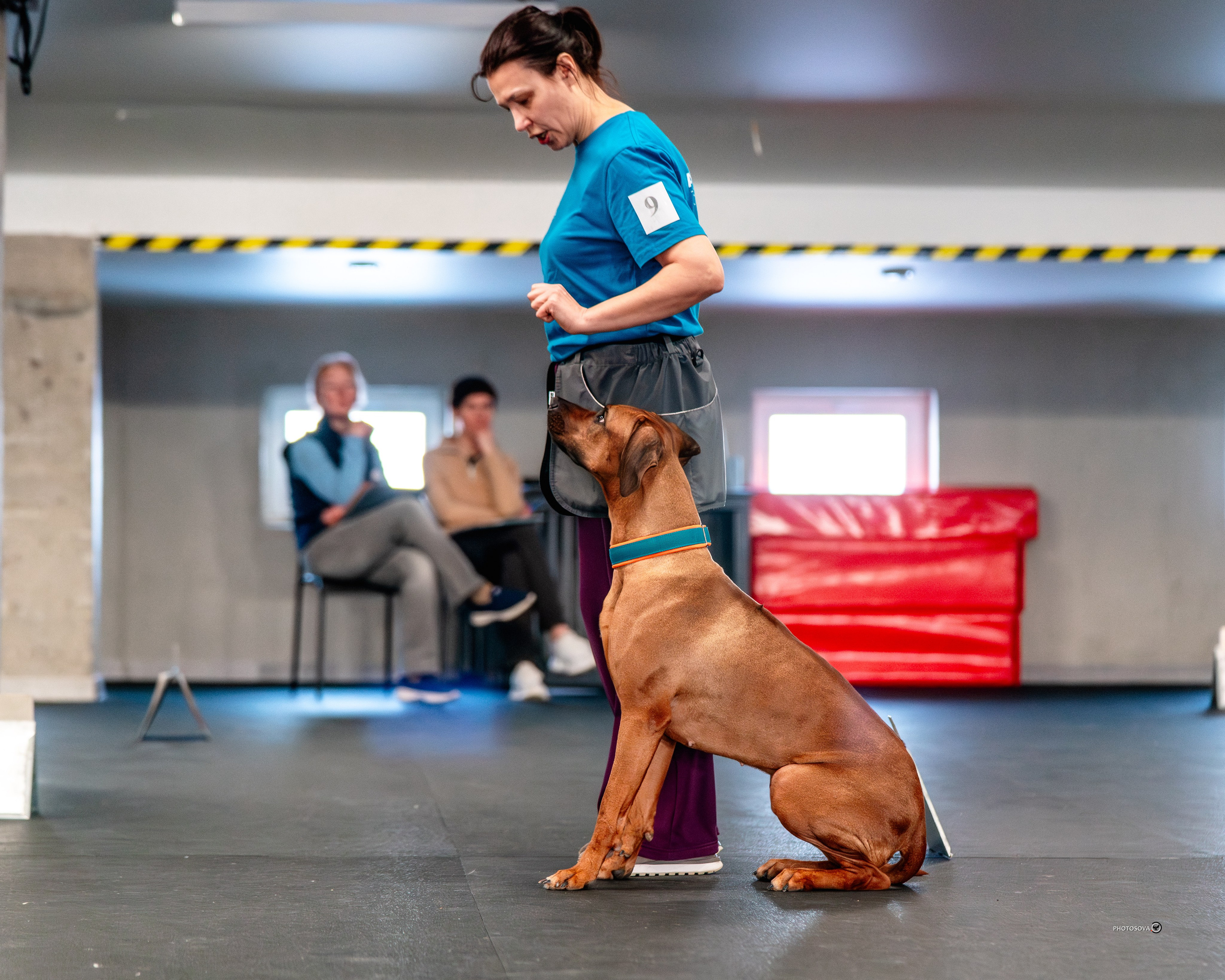ТЫ И Я (соревнования по ралли-обидиенс). Фотограф-анималист, семейный фотограф в Москве и Подмосковье. Фотосъёмка кинологических дисциплин