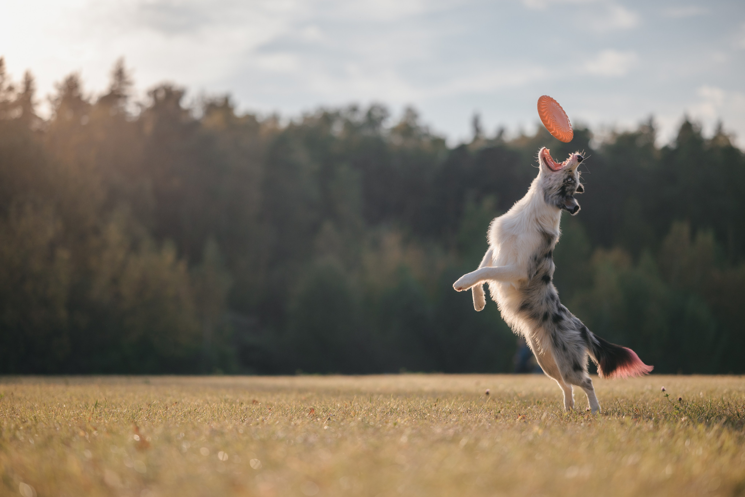 Бордерколли и фрисби. Фотограф Анималист в Москве Анастасия Жучкова