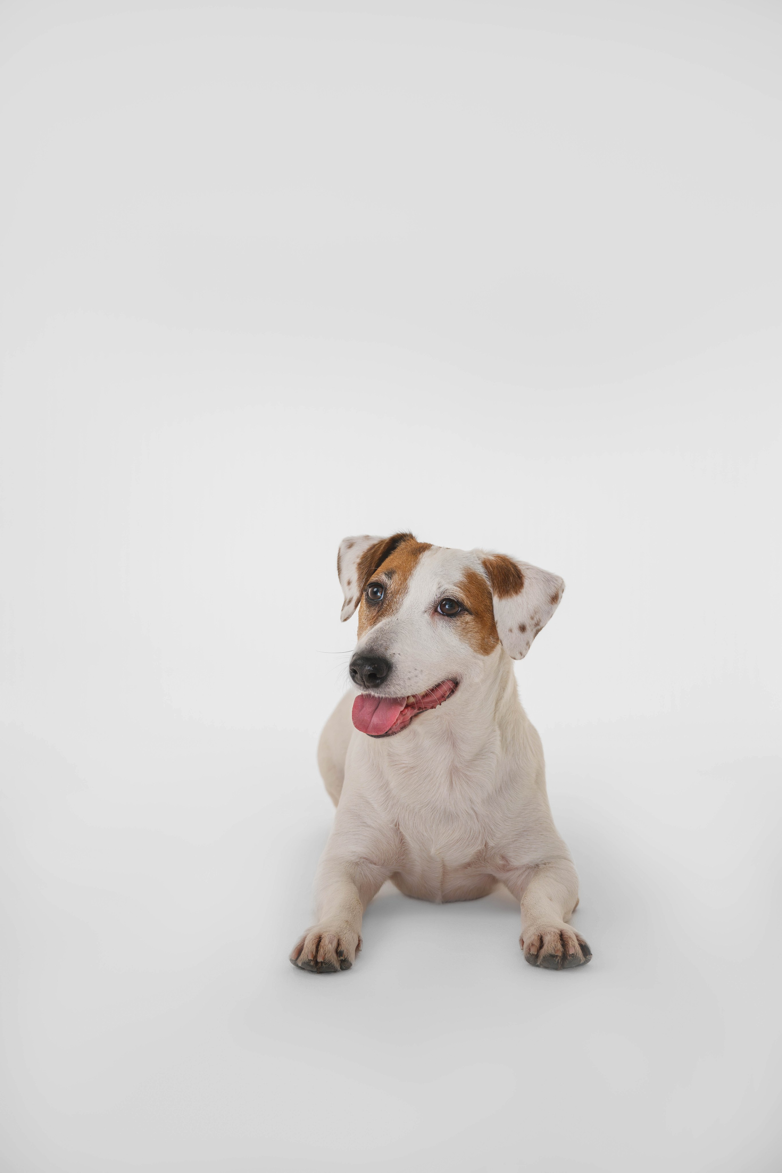 Джек Рассел. Фотограф Анималист в Москве Анастасия Жучкова