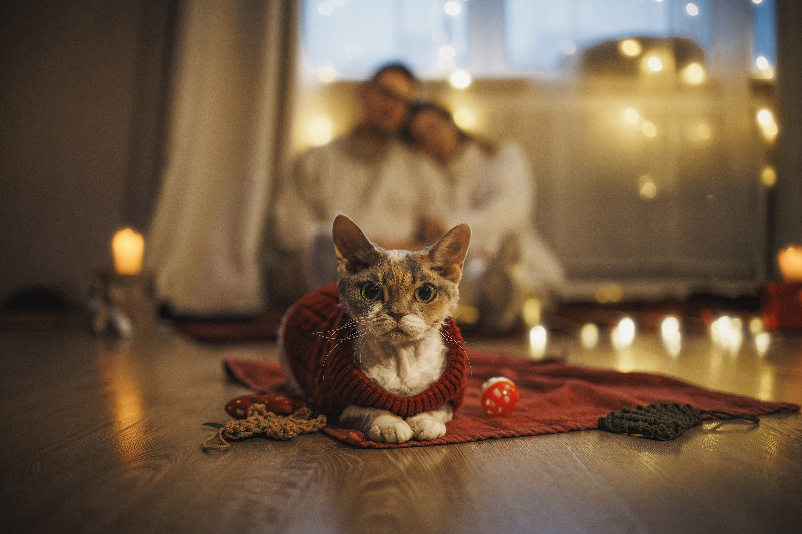Домашняя новогодняя. Фотограф Анималист в Москве Анастасия Жучкова