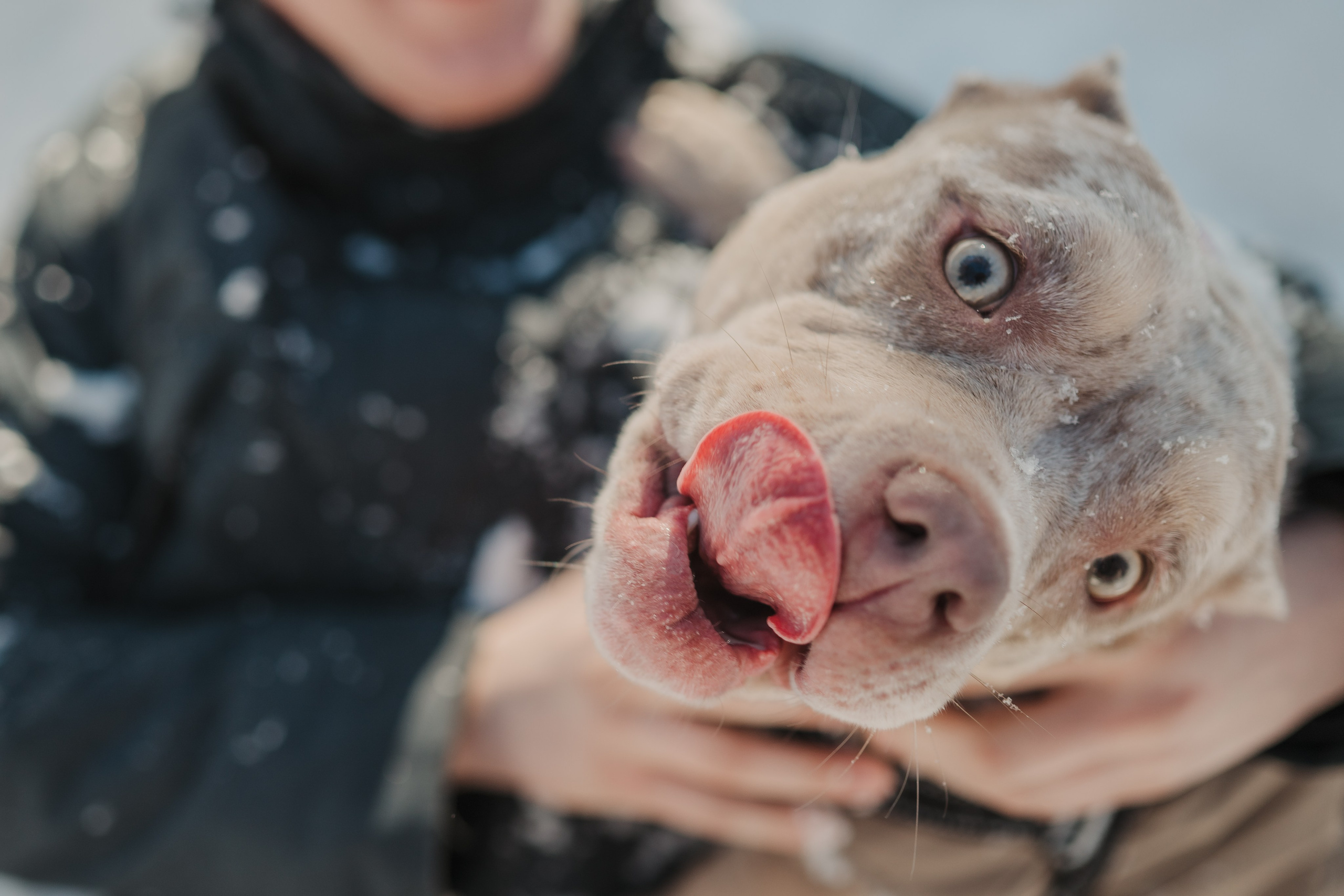 Зимняя LOVE STORY Вики, Артёма и Булочки. Семейный Фотограф в Москве Ирина Хохлова