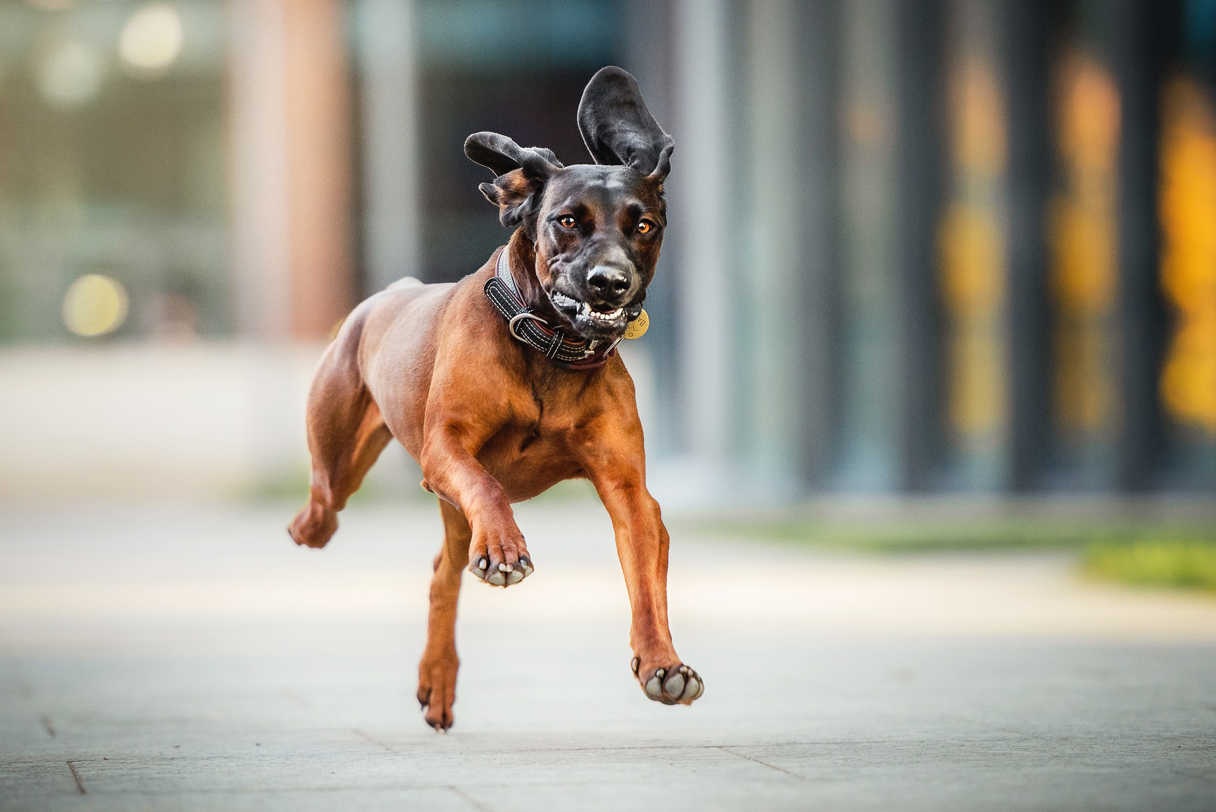 Катя, Дима и Дакота. Городская Love Story. Семейный Фотограф в Москве Ирина Хохлова