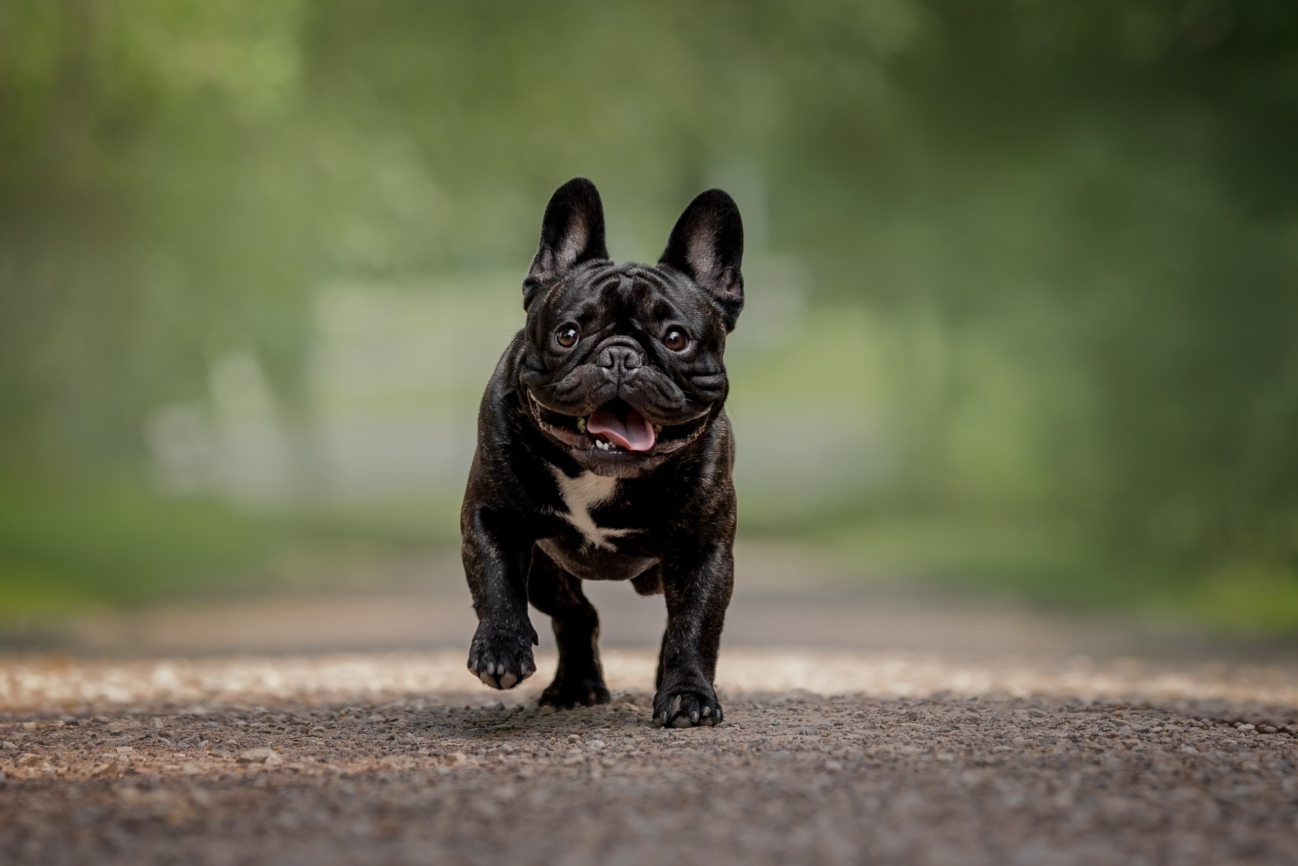 Анималистика. Репортажный фотограф Мария Мадзик