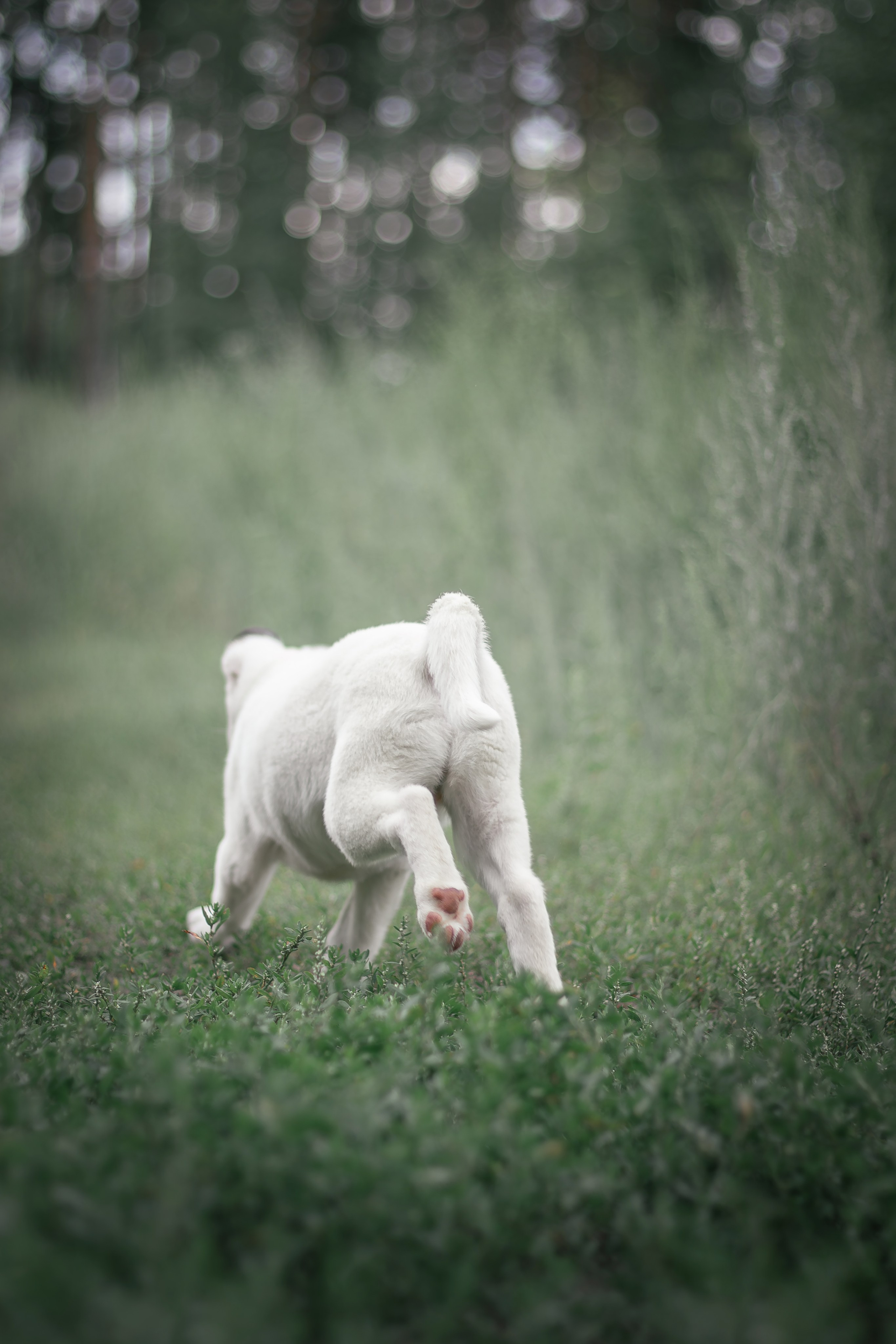Фотосессия «Булка и Артём» — первый щенок, утренний свет, художественные фото | Воронеж, Липецк. Фотограф — анималист Алина Иванова