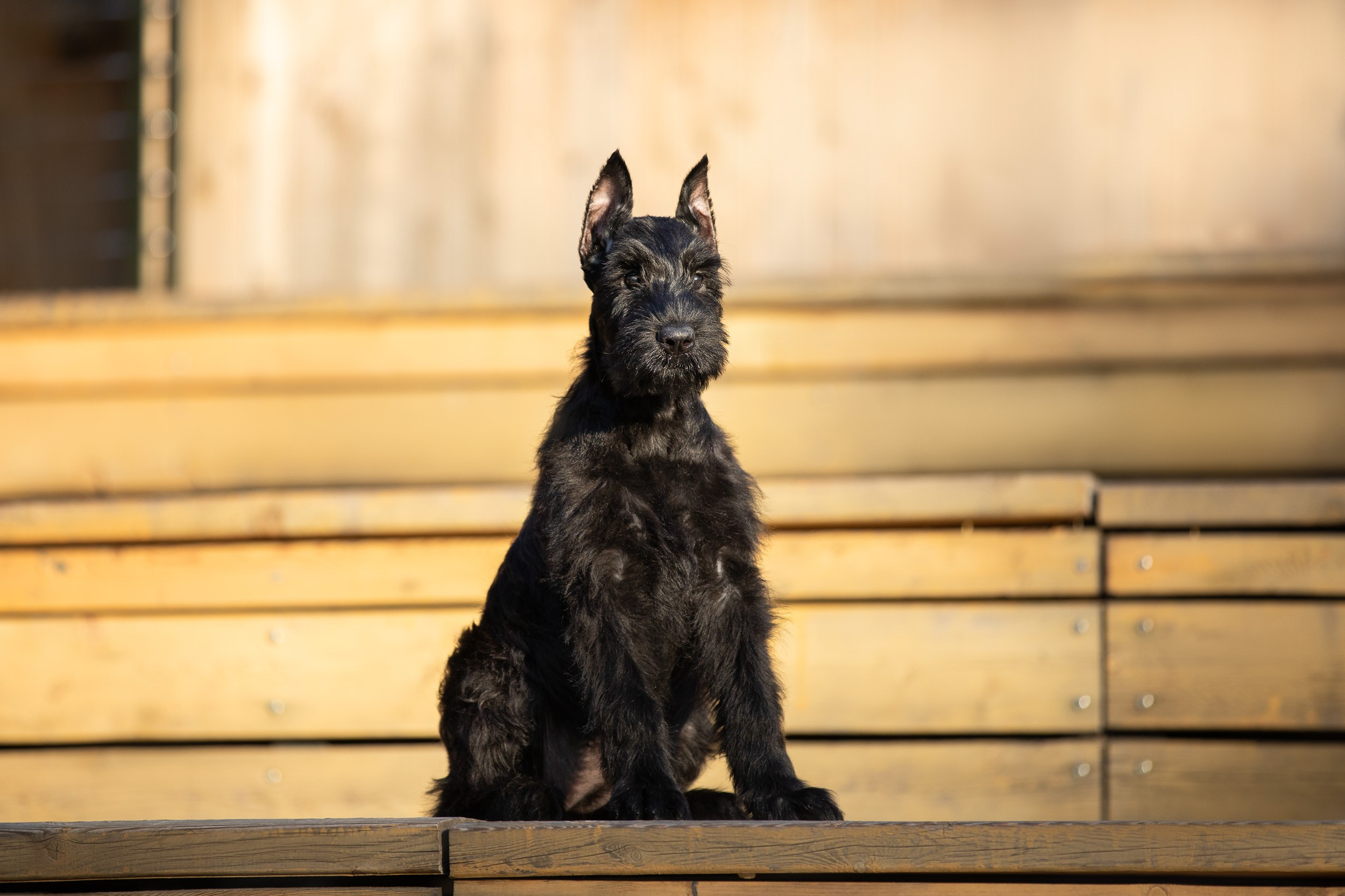 Уличная съемка щенков ризеншнауцера. Фотограф-анималист в Москве и Московской области Татьяна Фролова