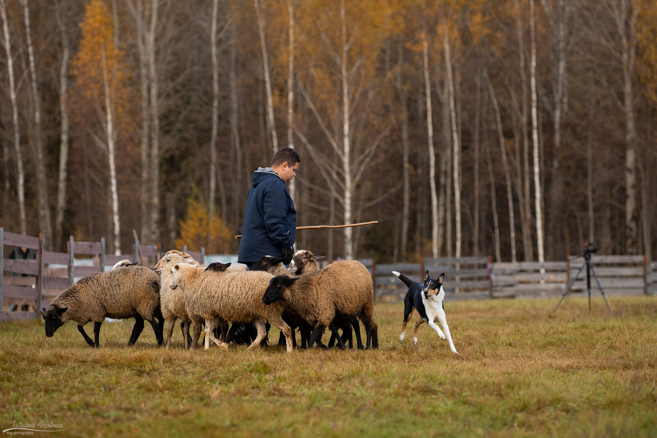 Показательное выступление по пастушьей службе короткошерстной колли. Фотограф-анималист в Москве и Московской области Татьяна Фролова