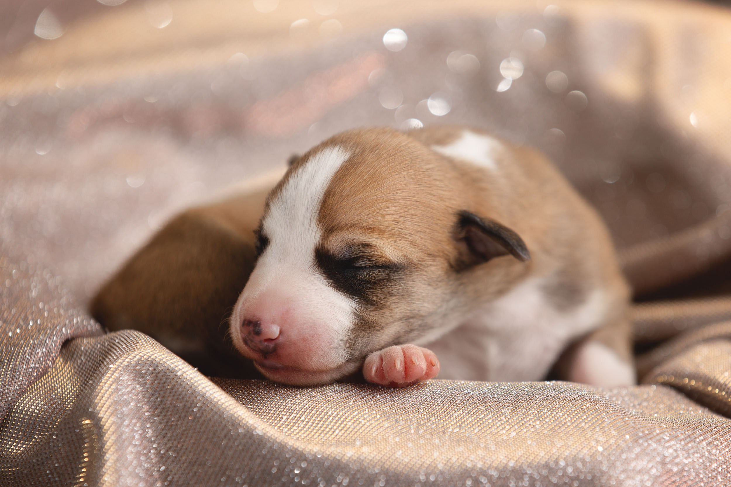 Ньюборн для щенков уиппета. Фотограф-анималист в Москве и Московской области Татьяна Фролова