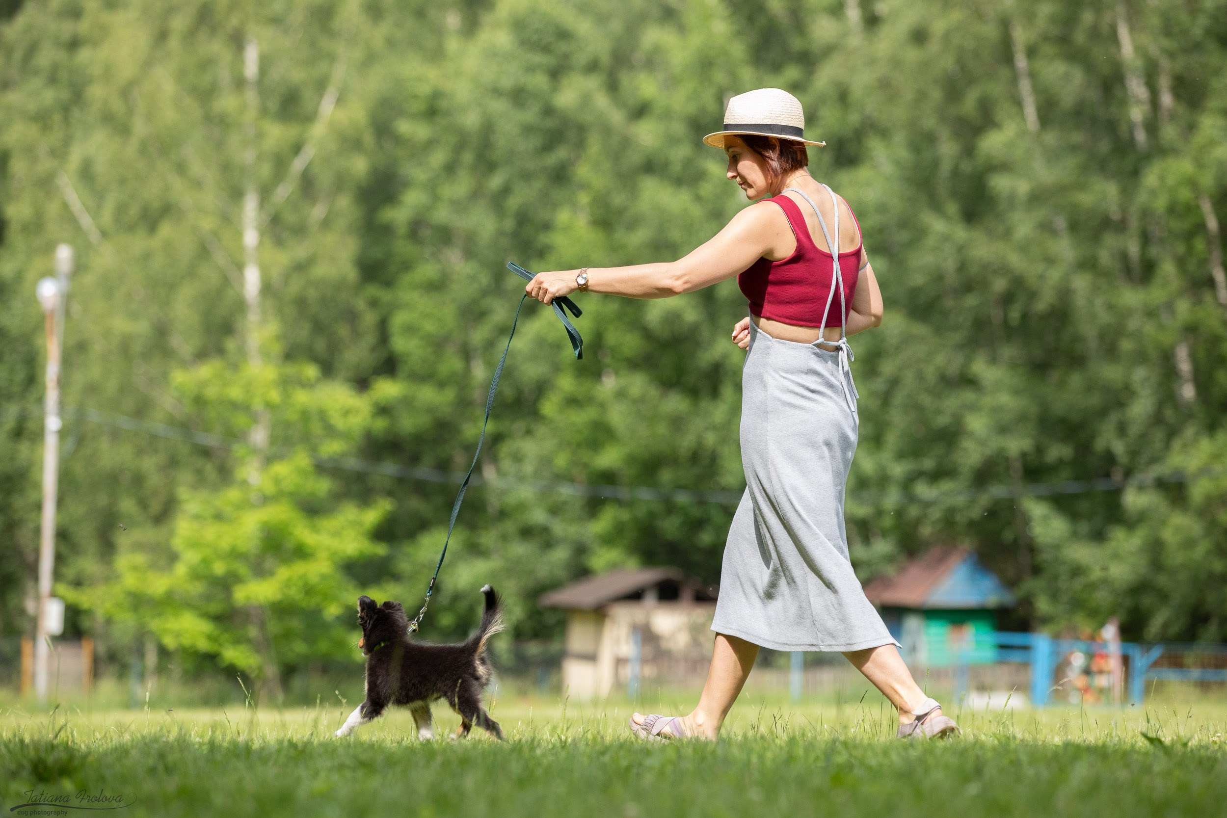Репортаж с выводки молодняка колли/шелти в Ясенево. Фотограф-анималист в Москве и Московской области Татьяна Фролова