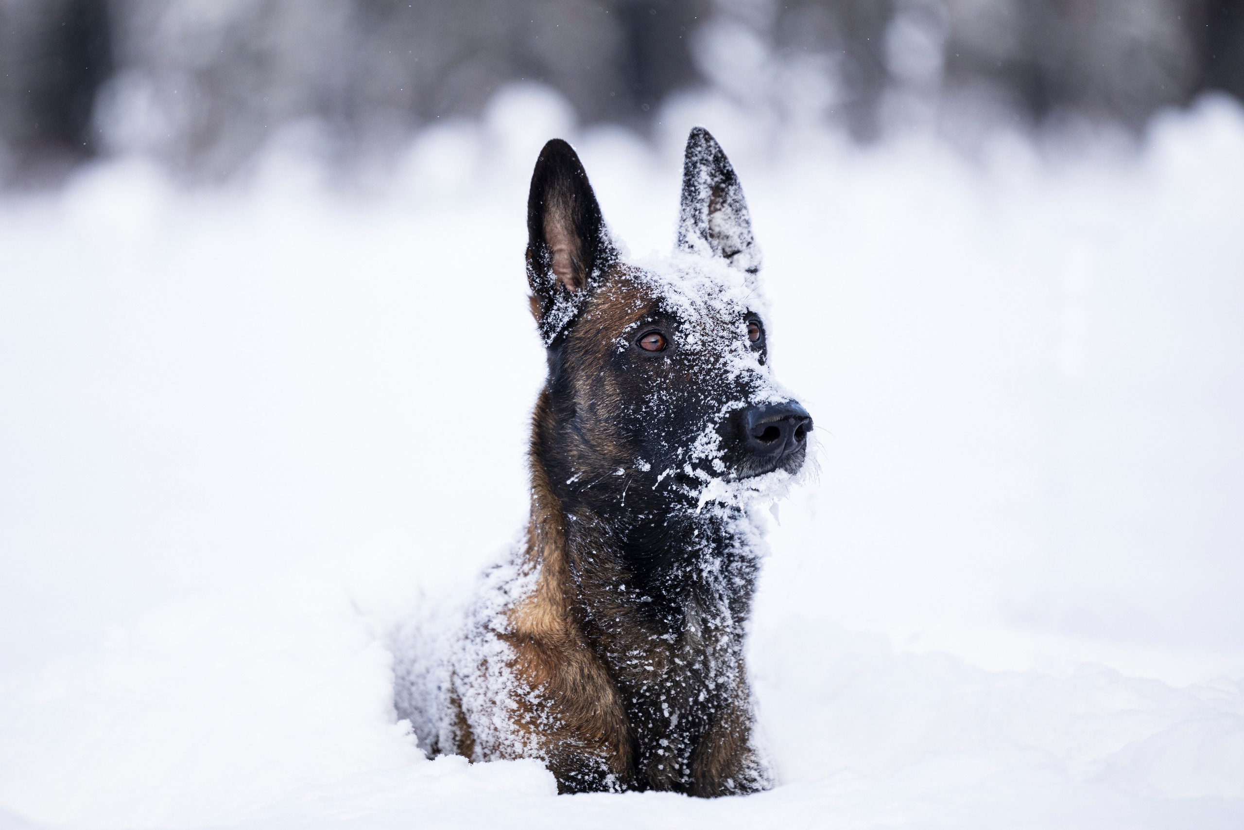 Раш. Фотограф-анималист Анна Маринич