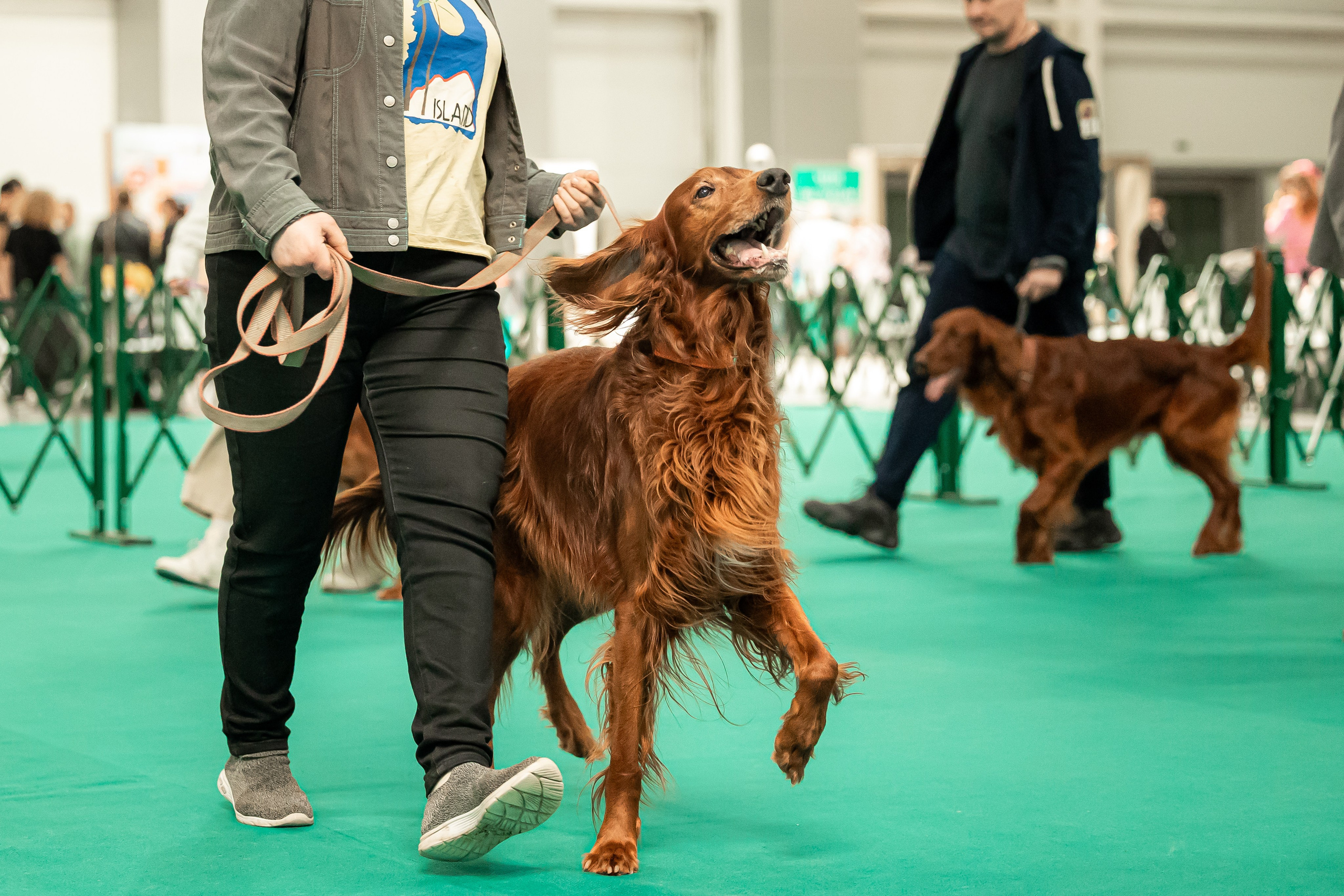 Выставка сеттеров 19.05.24