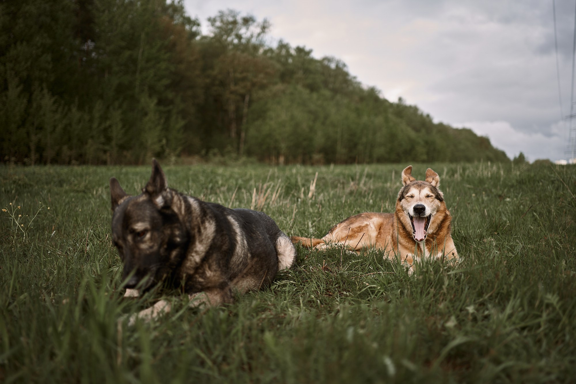 Дима, Рыжий и Воля. Фотограф анималист Москва Дарья
