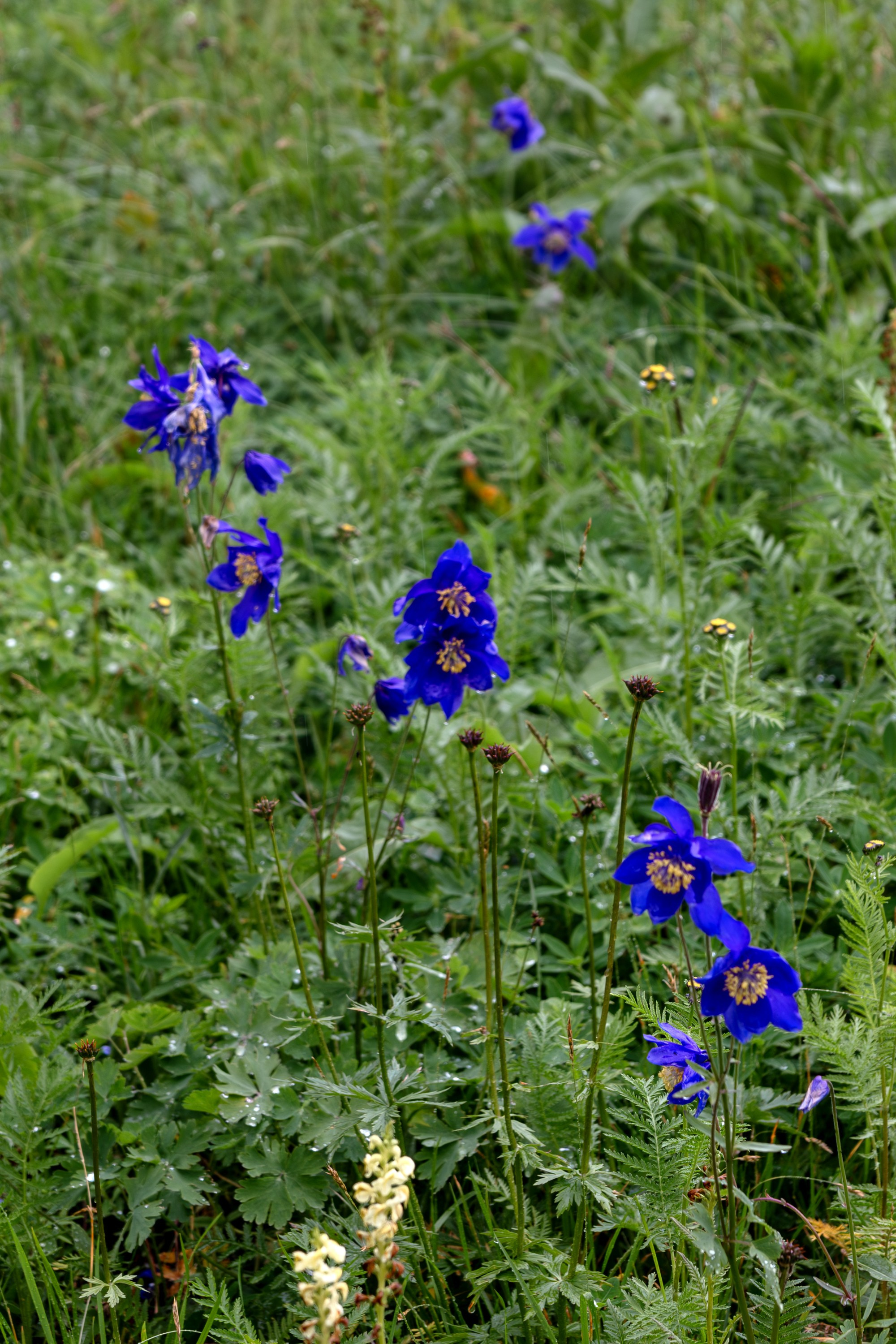 Ергаки. Семейный и детский фотограф в Красноярске, Дивногорцева Светлана