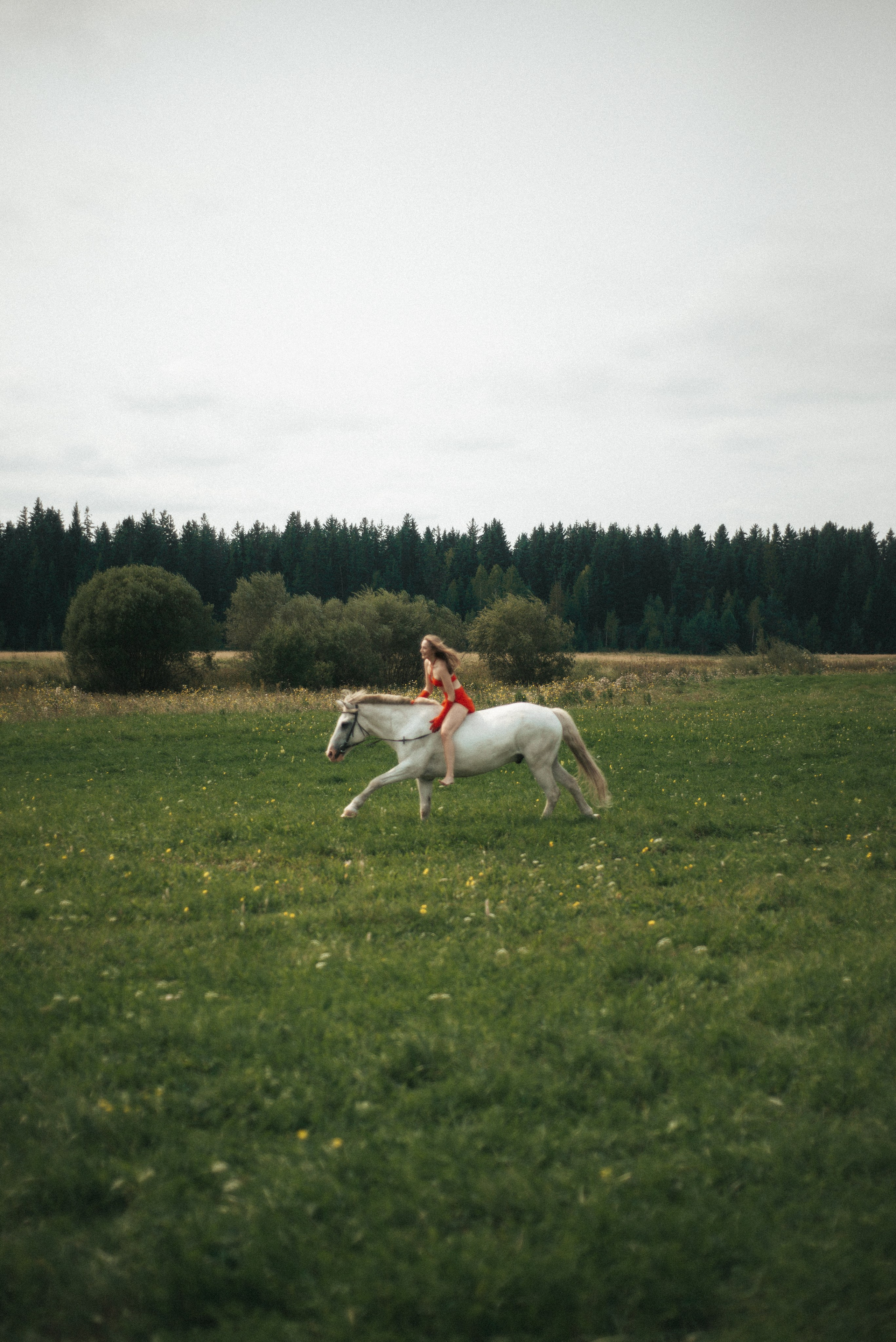 Horse. Фотограф