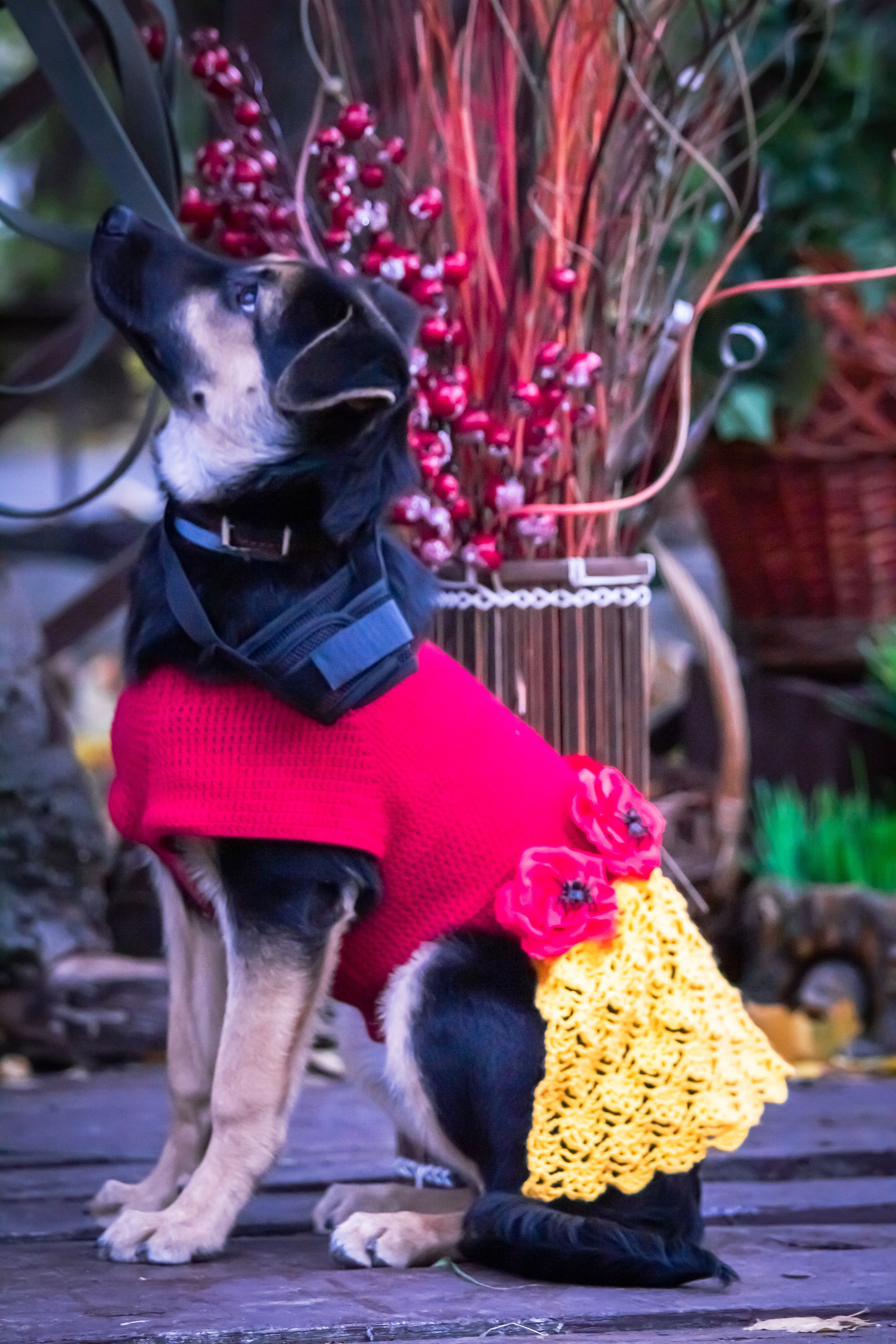 Костюмированный парад собак. Фотограф анималист — Тула, Москва