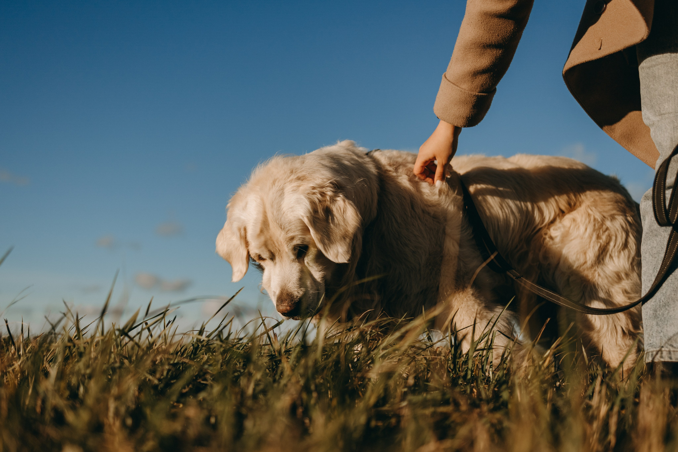 Лера и Скай. Фотограф — Анималист | Санкт-Петербург