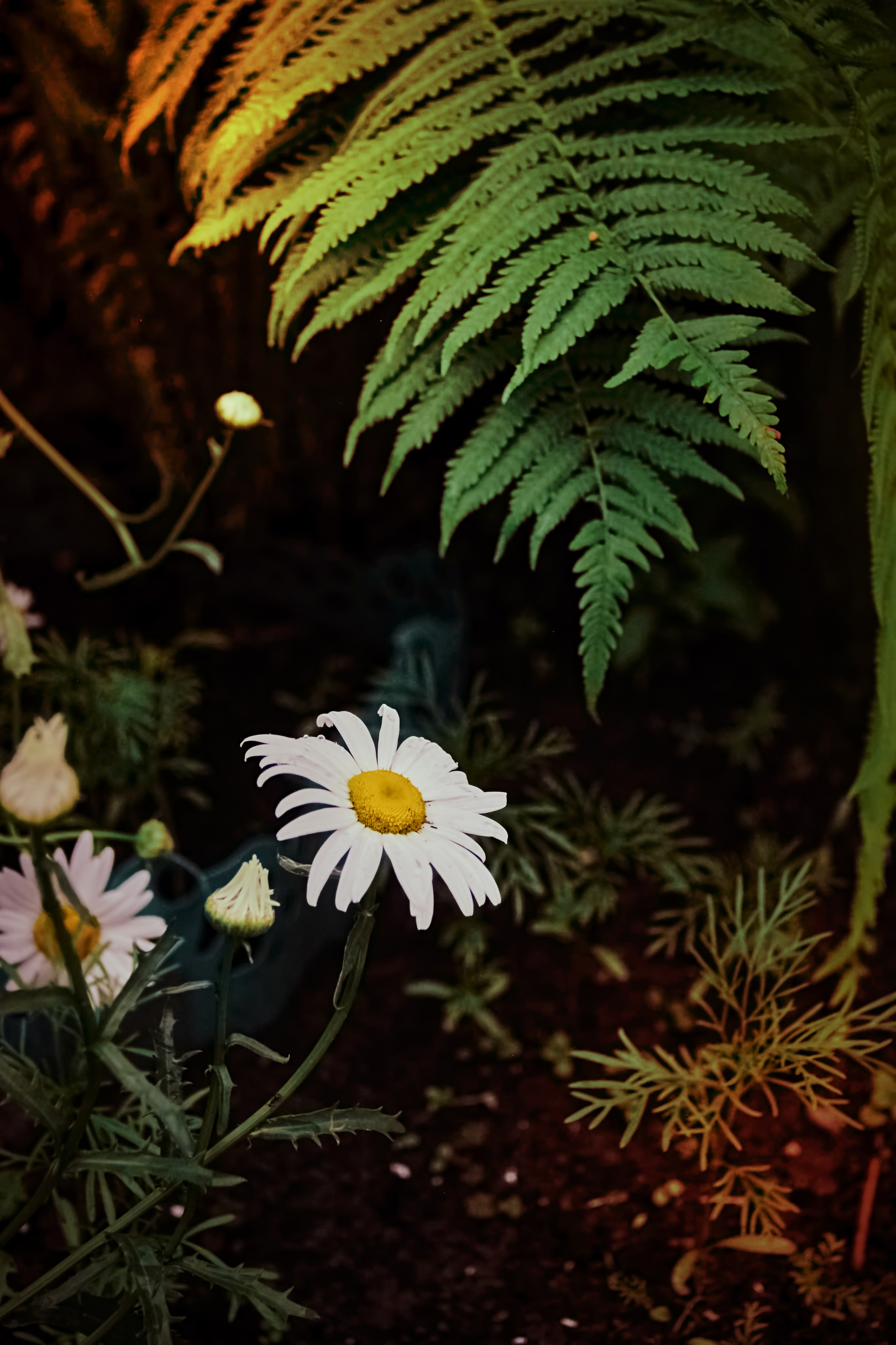 «Фестиваль традиционных русских ценностей» (5.07.2025 г.). Фотограф: IRINA K