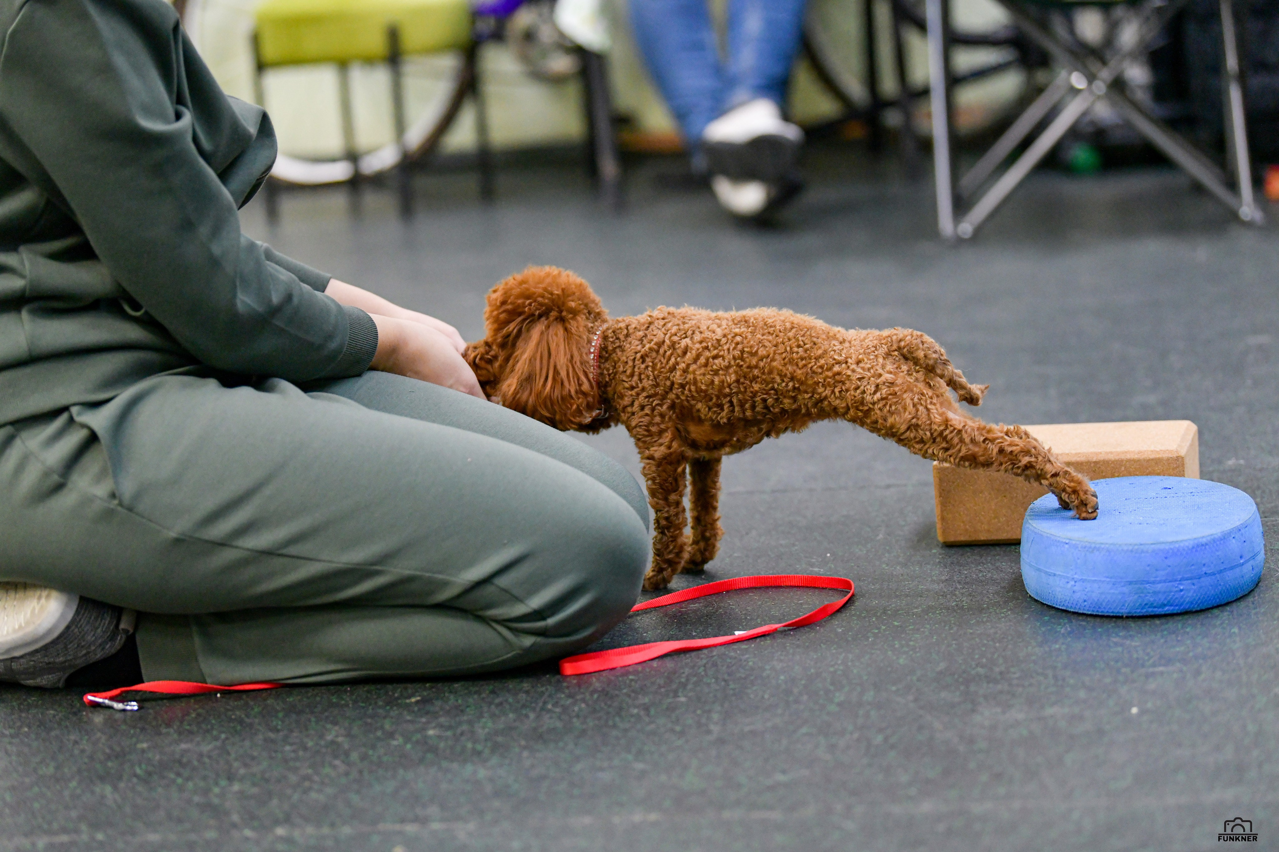 Кинологический клуб «Бодрый хвост». Свой взгляд через объектив